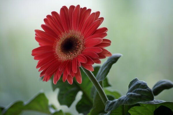 Gerbera marrón con un centro claro