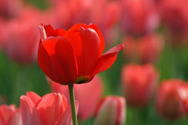 Field of tulips, beautiful tulips, flowers on wallpaper