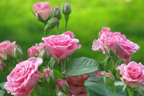 La rosa del tè è una delle piante più belle