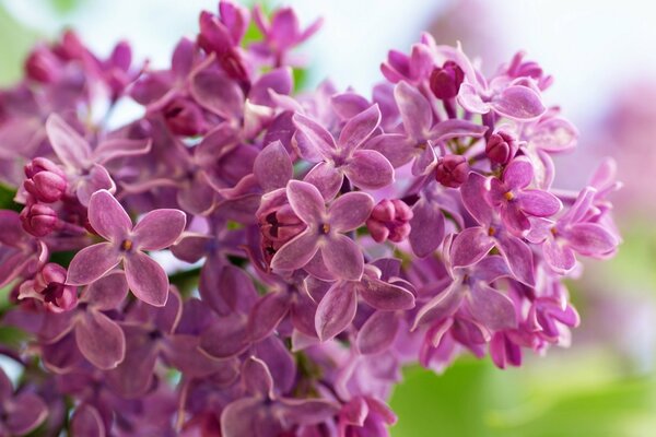 Brosse lilas avec des fleurs épanouies