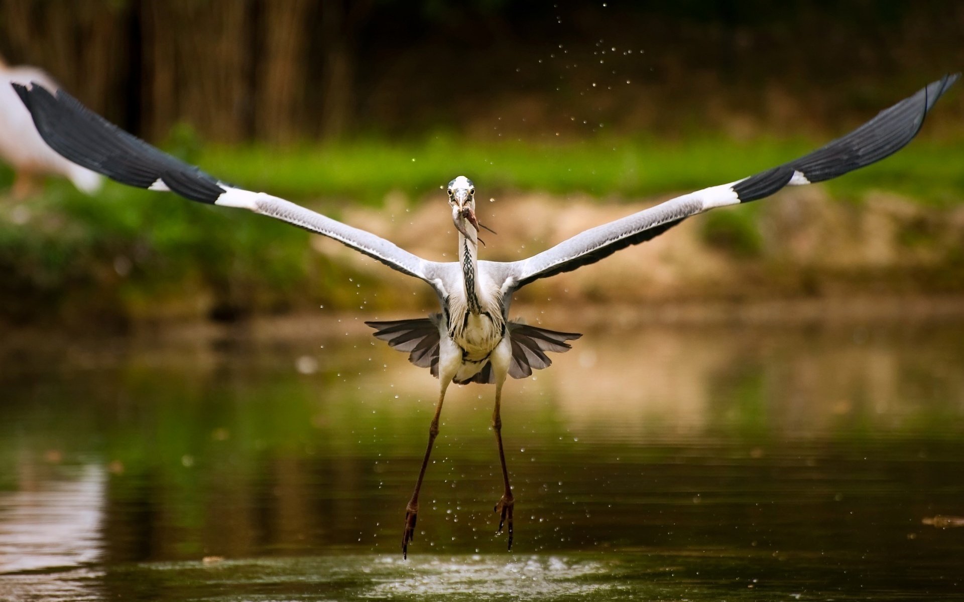 fisch im mund breite flügel augenblick augenblick flügelrosmach abheben storch see vögel jagd beute wasser ufer spritzer tropfen gefiedert