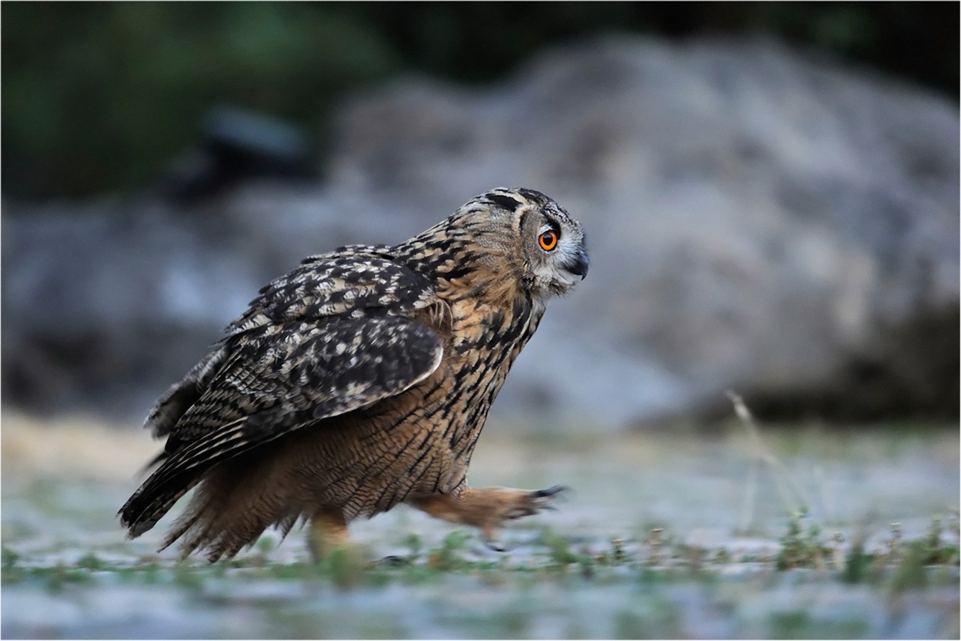 gufo foresta erba passeggiata piume uccelli terra andatura foto vista piumato