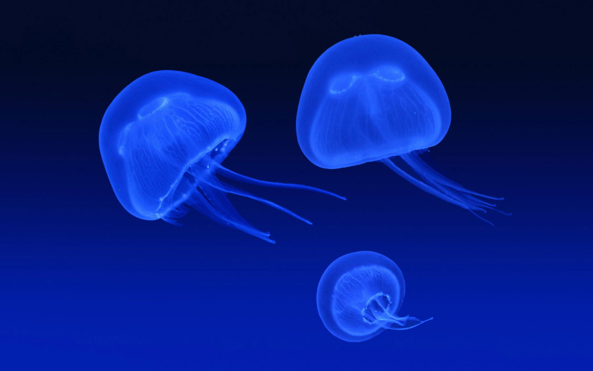 meduse blu blu uccelli acquatici mondo sottomarino