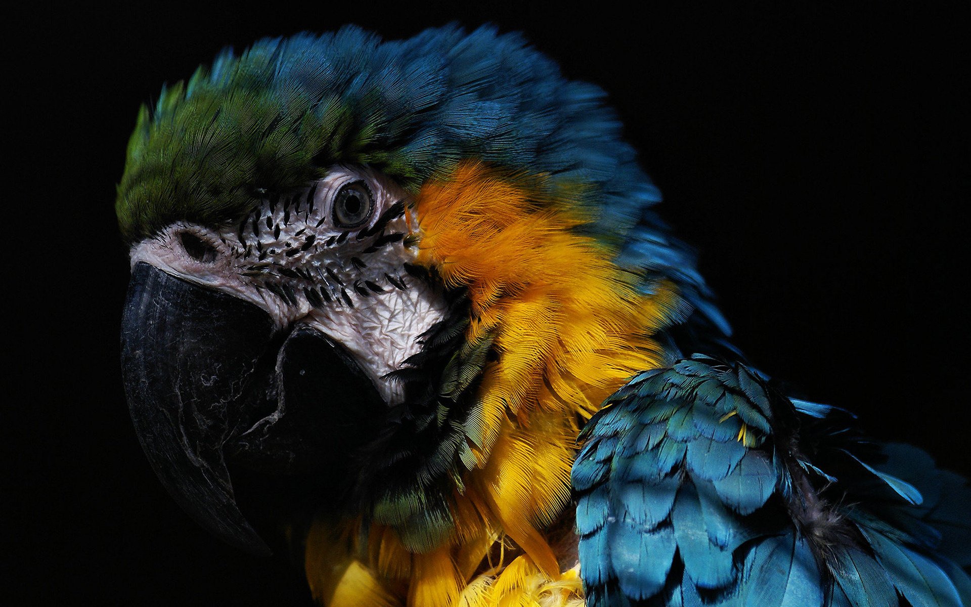 pappagallo becco piume colorate uccelli sfondo nero foto vista piumato ara