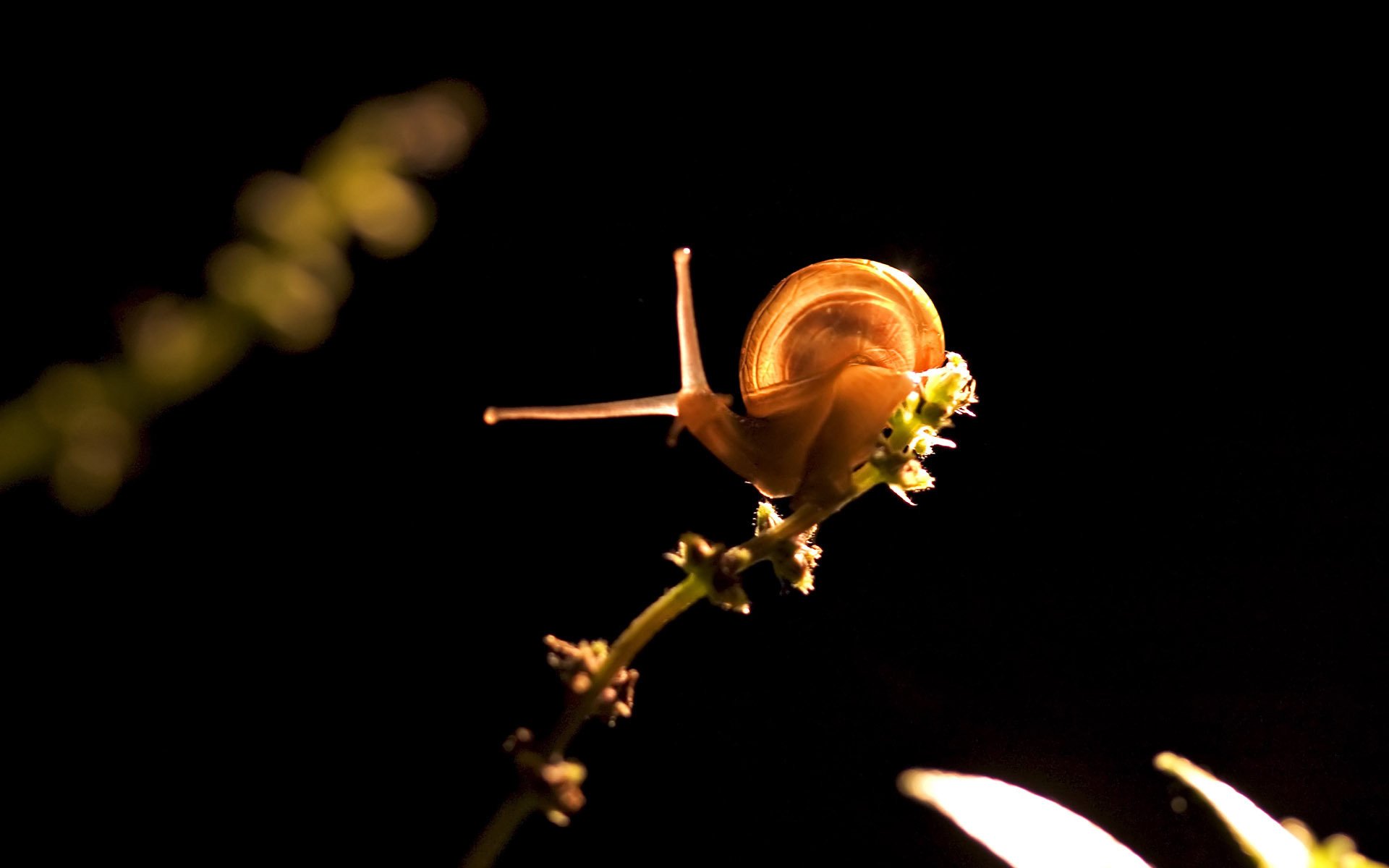 lange hörner schnecke zweig schwarzer hintergrund