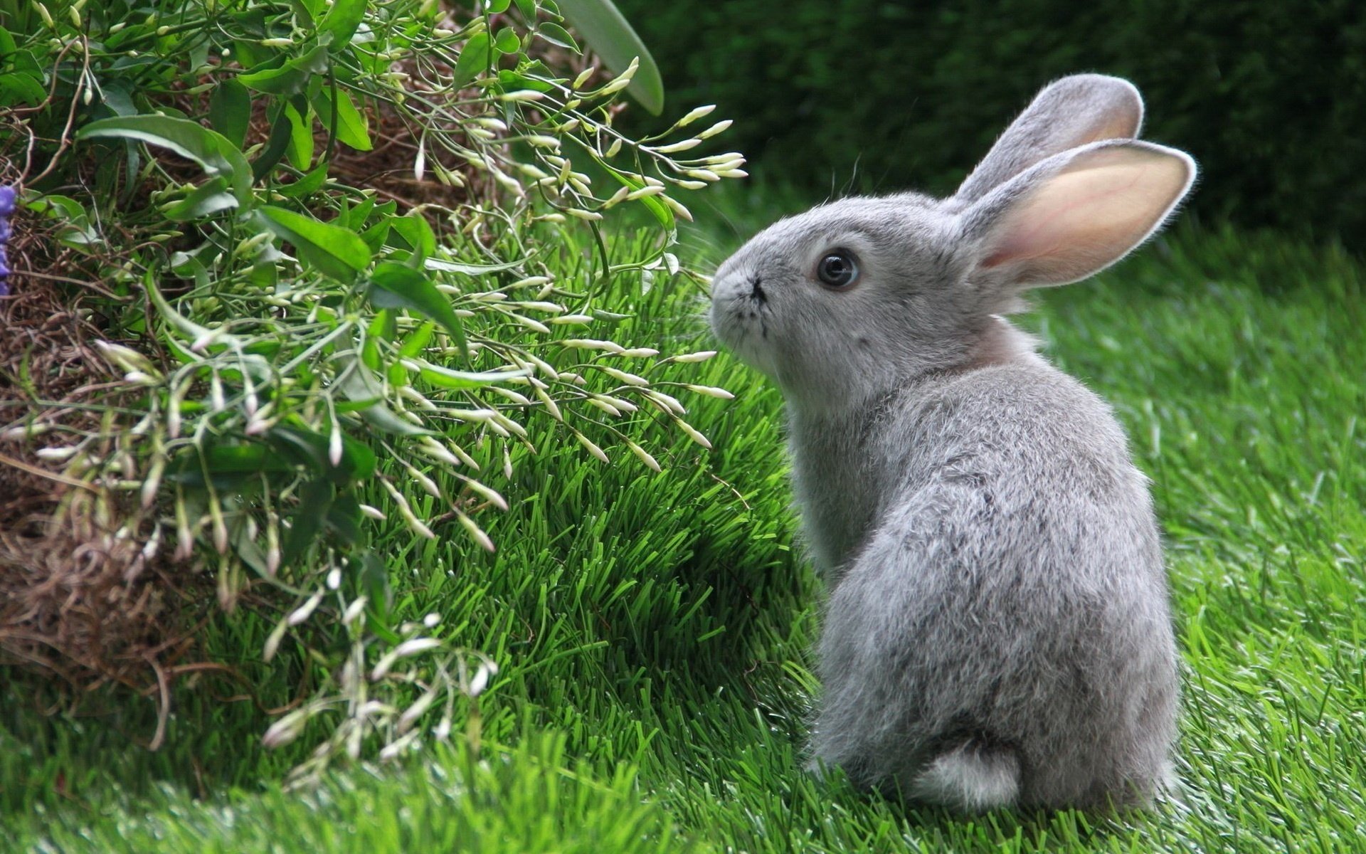 coniglio orecchie erba verde occhi piccoli animali terra erba fiori