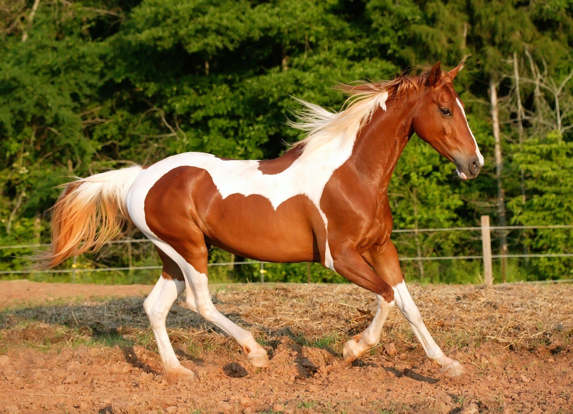 taches brun-blanc cheval nature ongulés puissance mouvement terre courses de chevaux forêt arbres