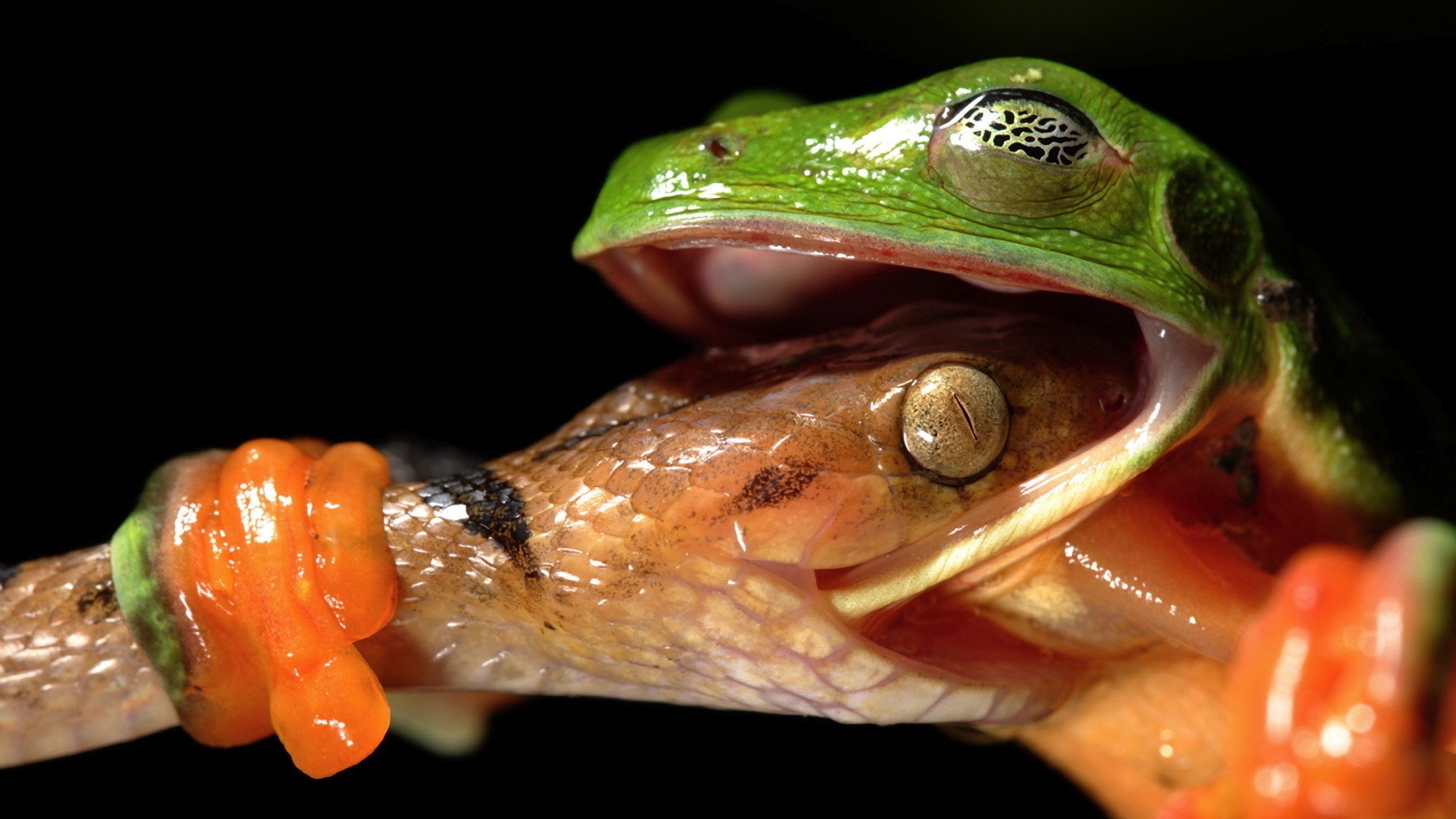 mig frog snake macro movement eyes the dark background paw the trick dexterity