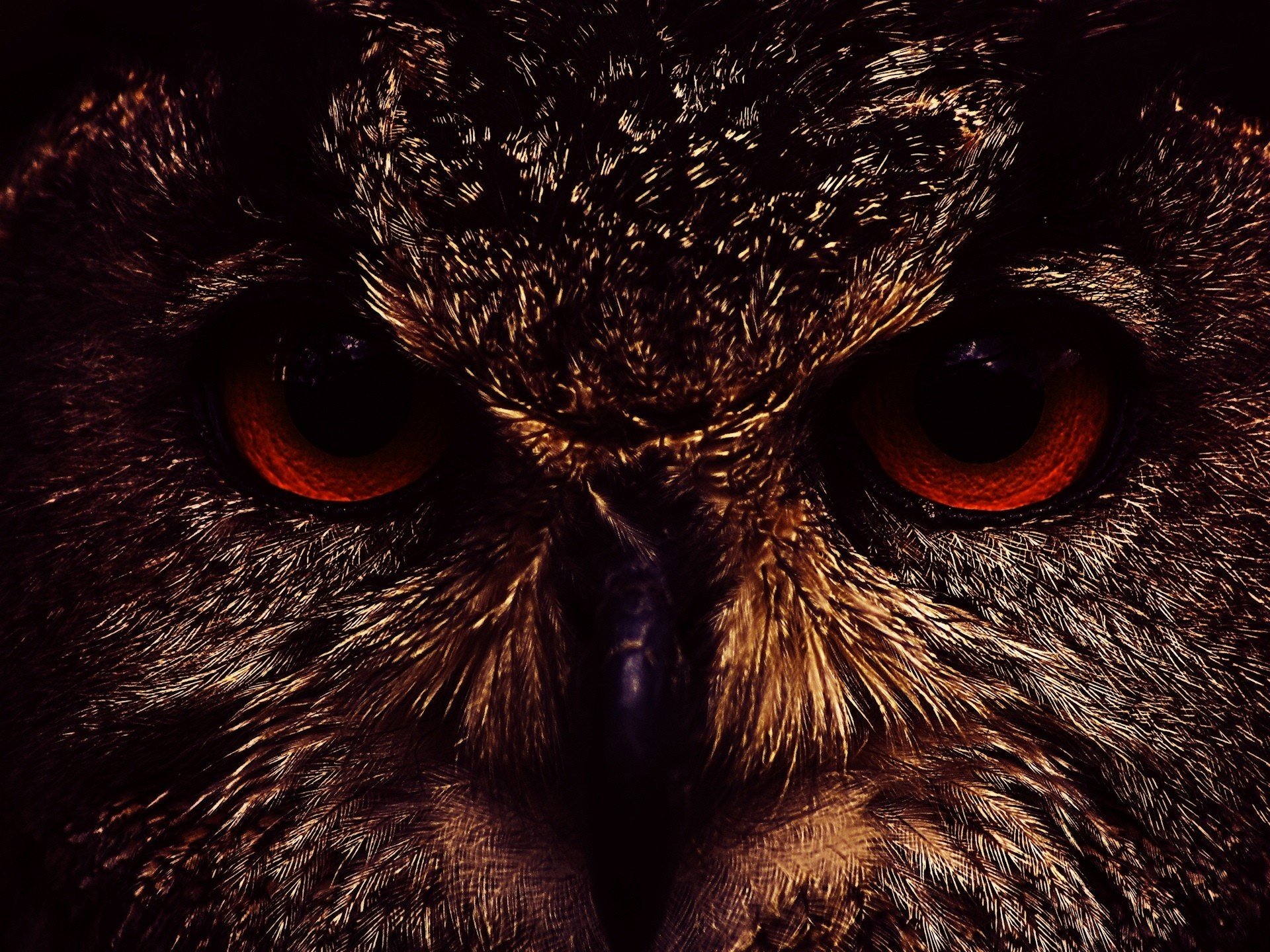 owl feathers cute face red eyes birds gaze eyes feathered