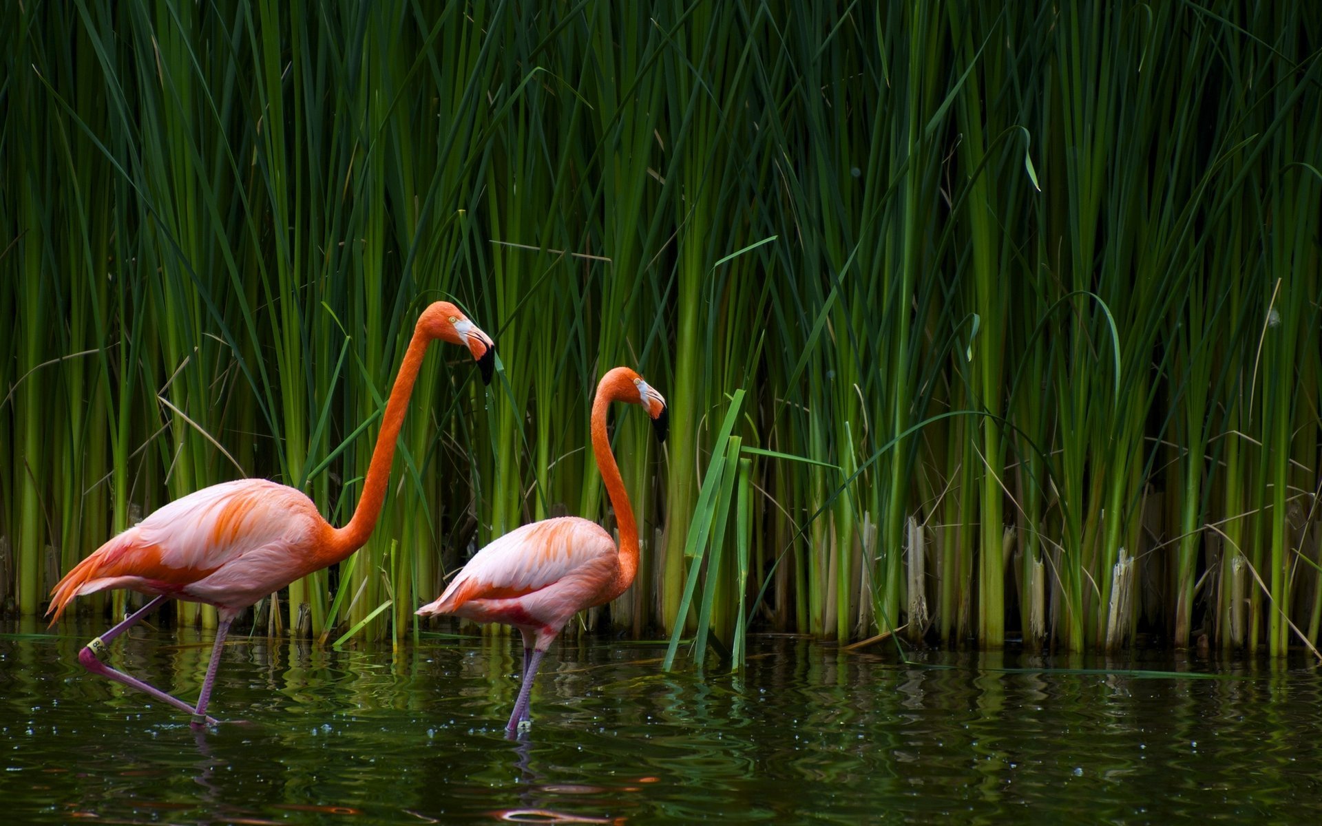 pink color reeds flamingos water birds bird