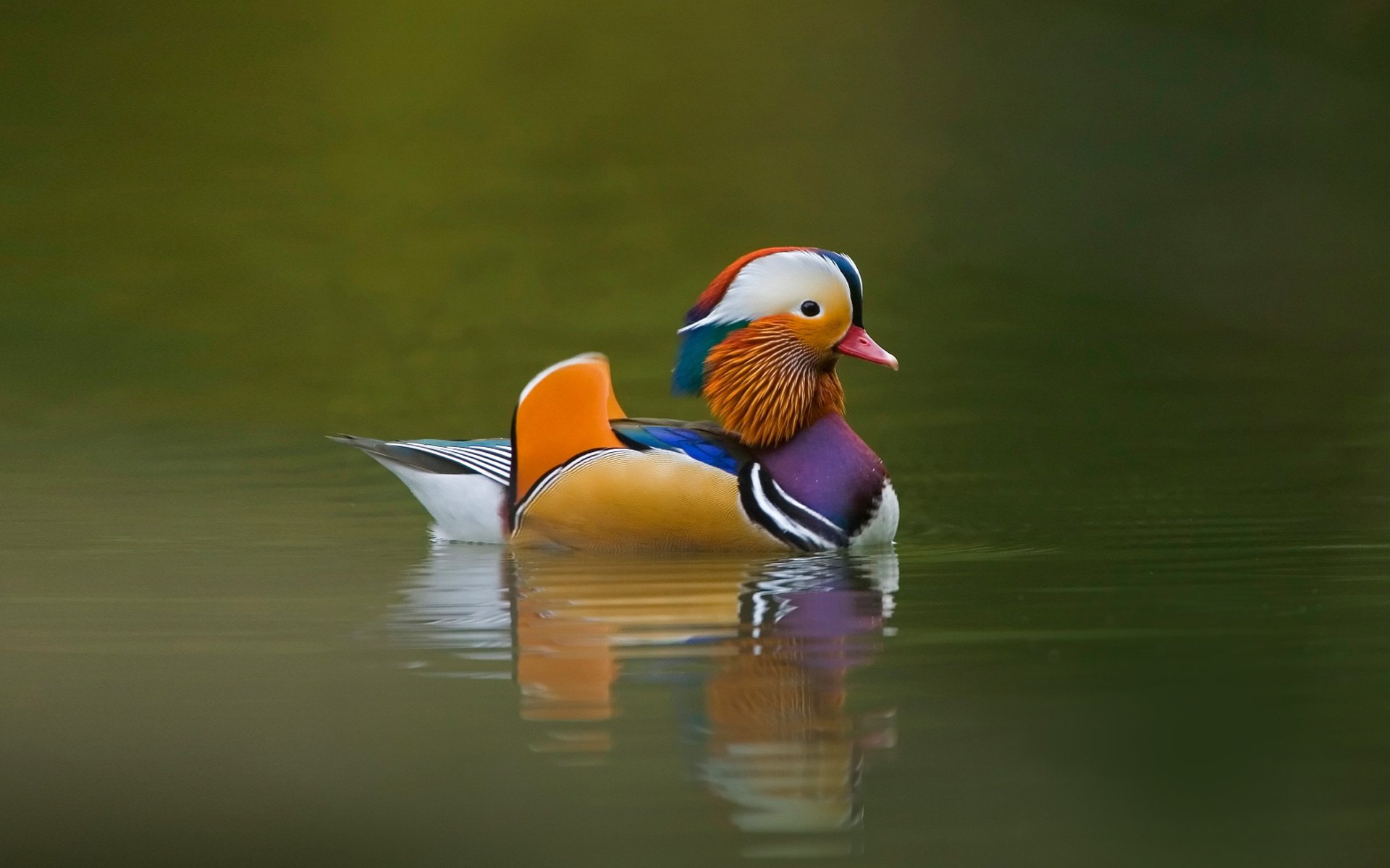 pato colores brillantes lago animales aves agua clima foto plumas pato mandarín