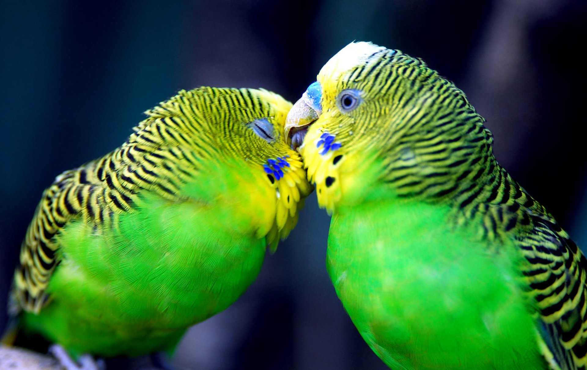 rayé vert clair yeux bleus perroquets amour animaux oiseau à plumes baiser