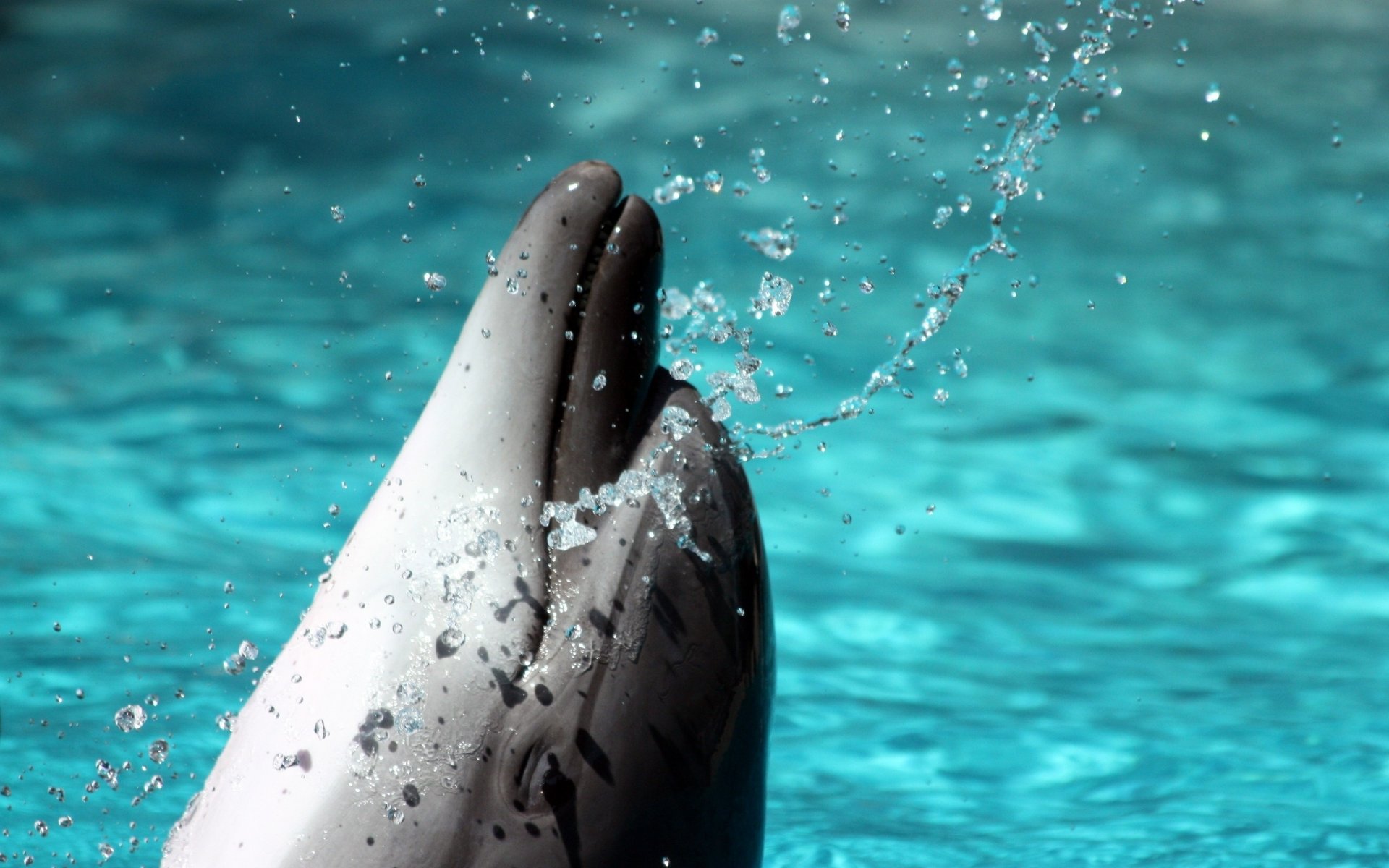 delfín espray de agua agua azul aves acuáticas mundo submarino