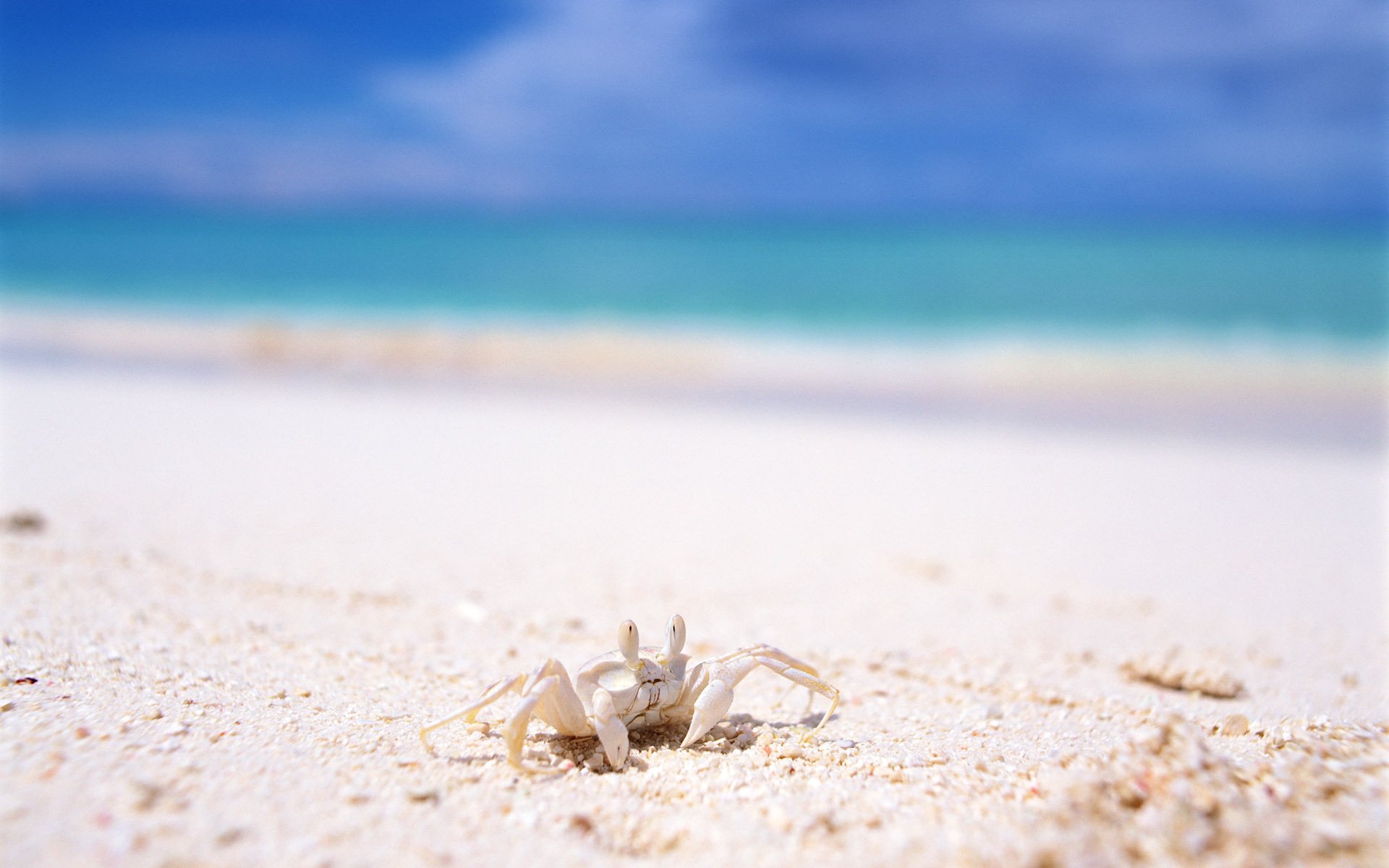 crabe soleil sable lumière amphibiens été soleil chaleur plage côte mer yeux nuages