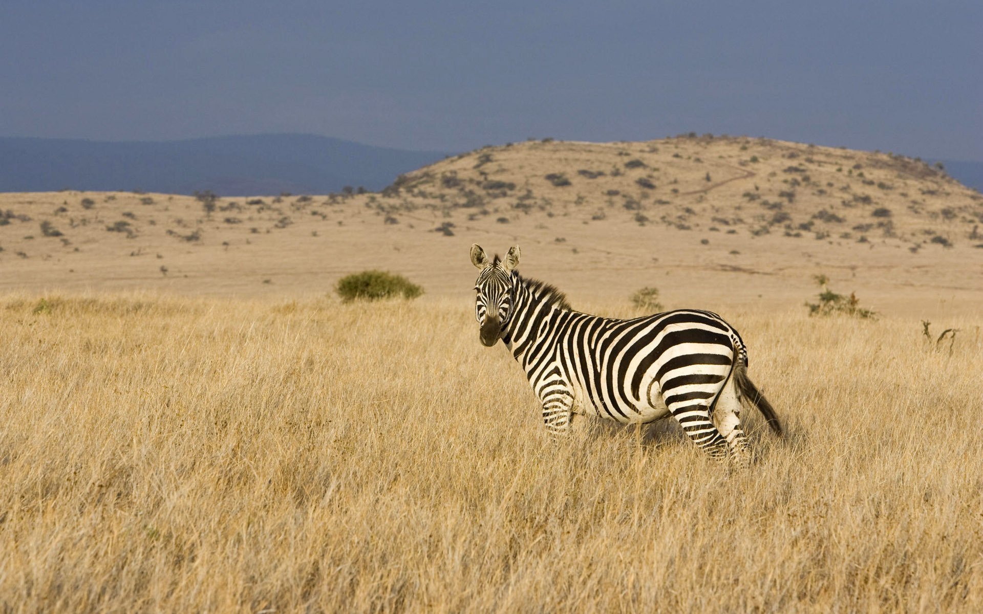 stwór w paski zebra step trawa kopytne