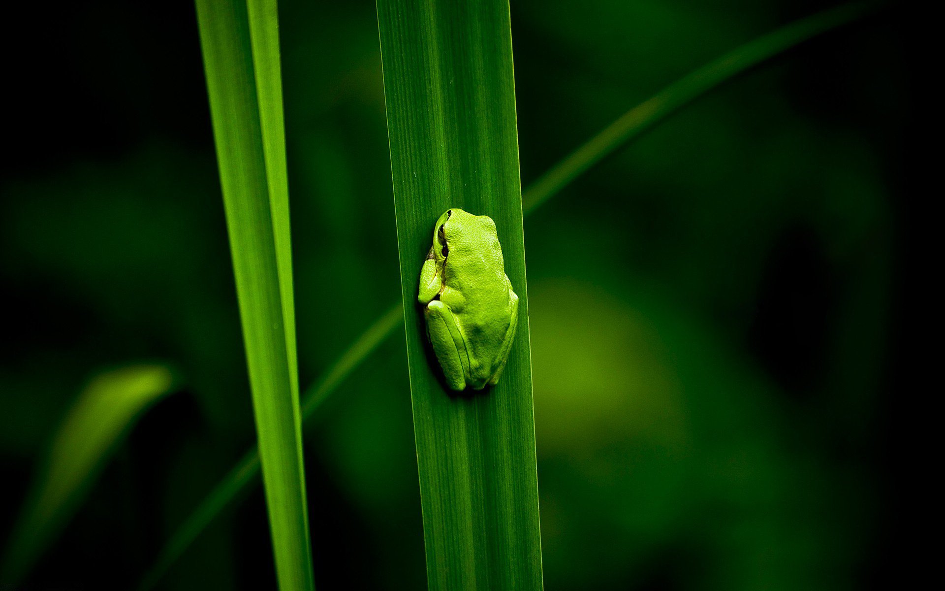 rana posición vertical verde hierba miga anfibios pétalo hierba