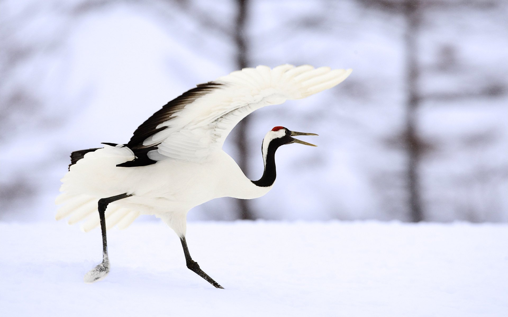 black and white snow coloring crane birds wings cry winter bird