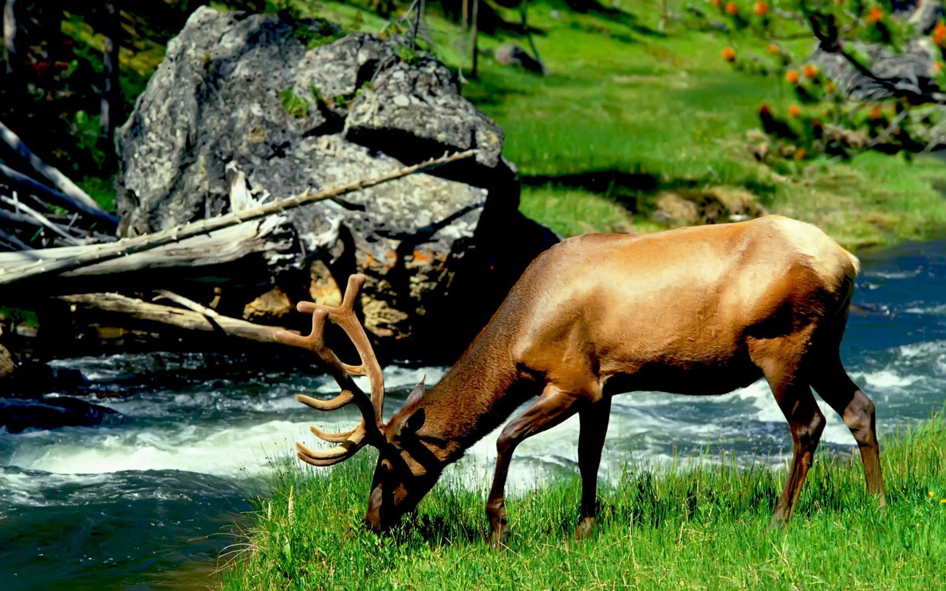 fauna selvatica alce glitter corna ungulati terra erba paesaggio acqua corrente fiume pietre