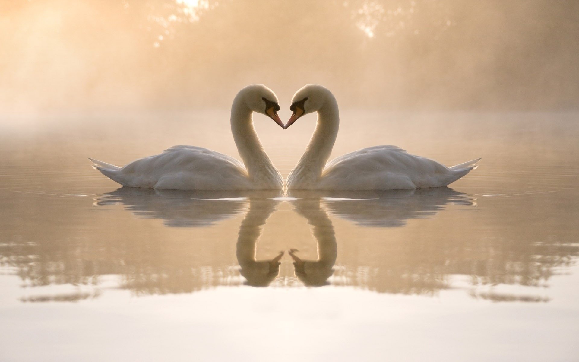 schwäne herz see reflexion liebe vögel wasser nebel gefühle wald bäume gefiedert