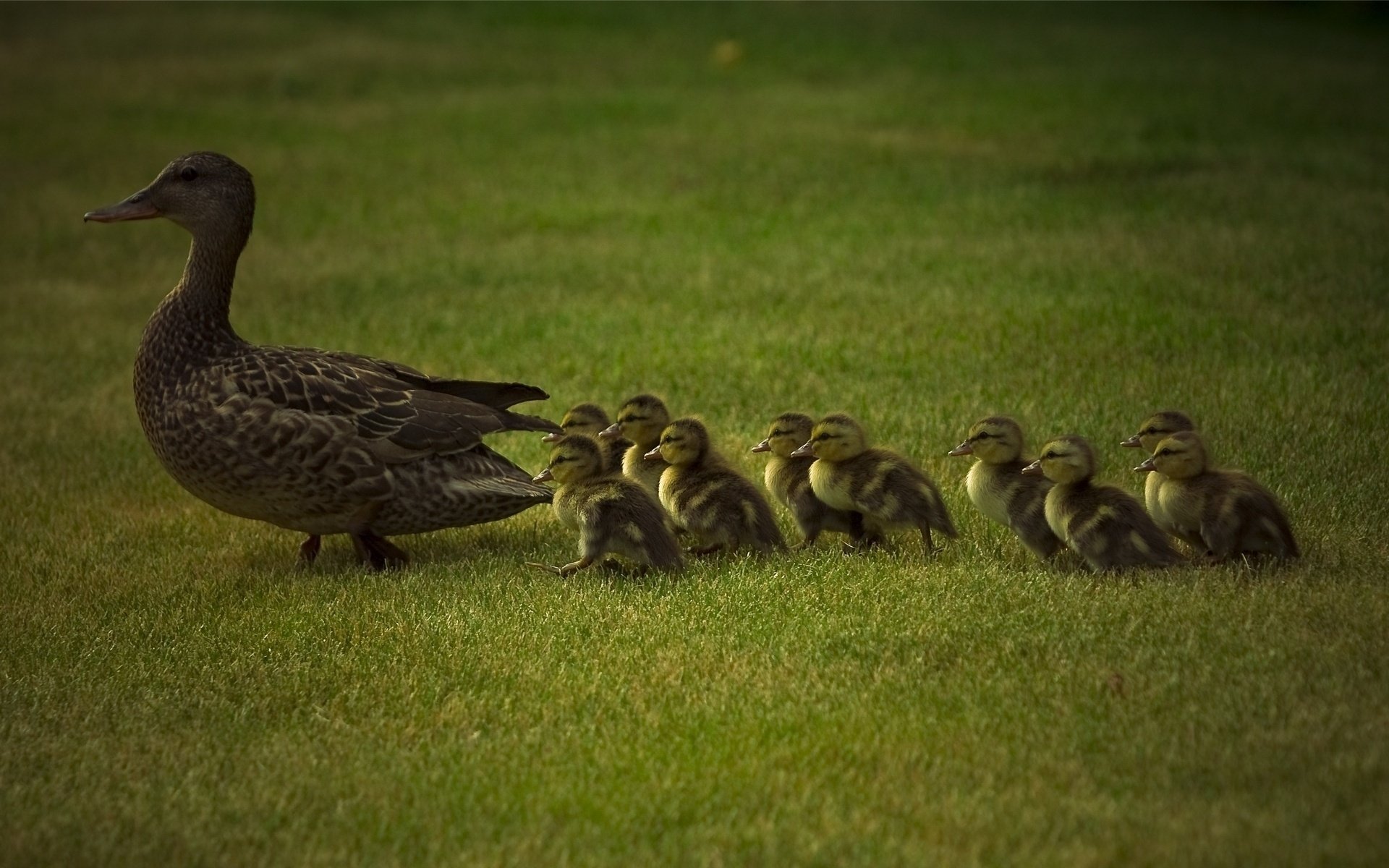 maman et enfants canards herbe verte enfance famille oiseaux à plumes