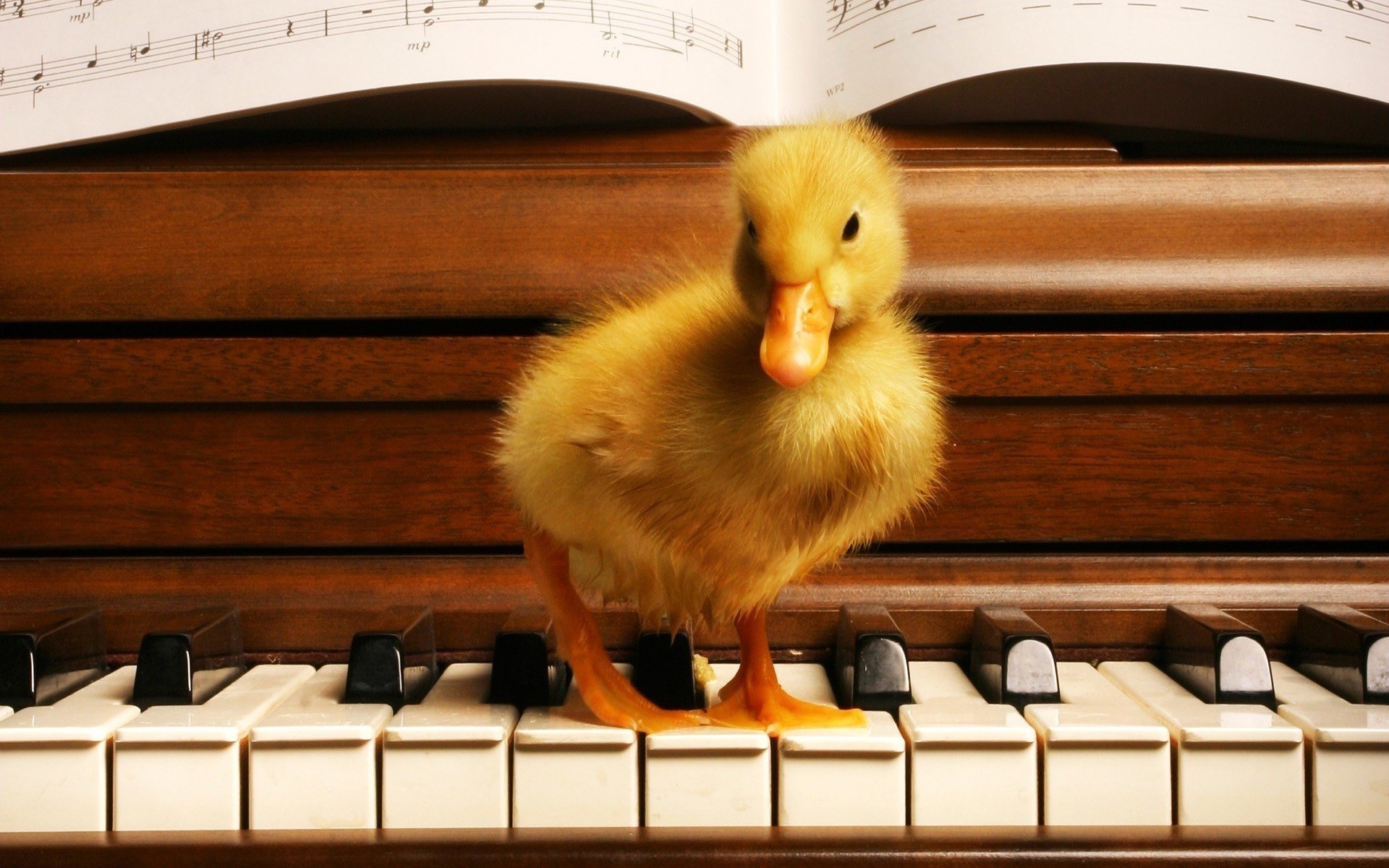 caneton jaune enfant touches oiseaux musique à plumes