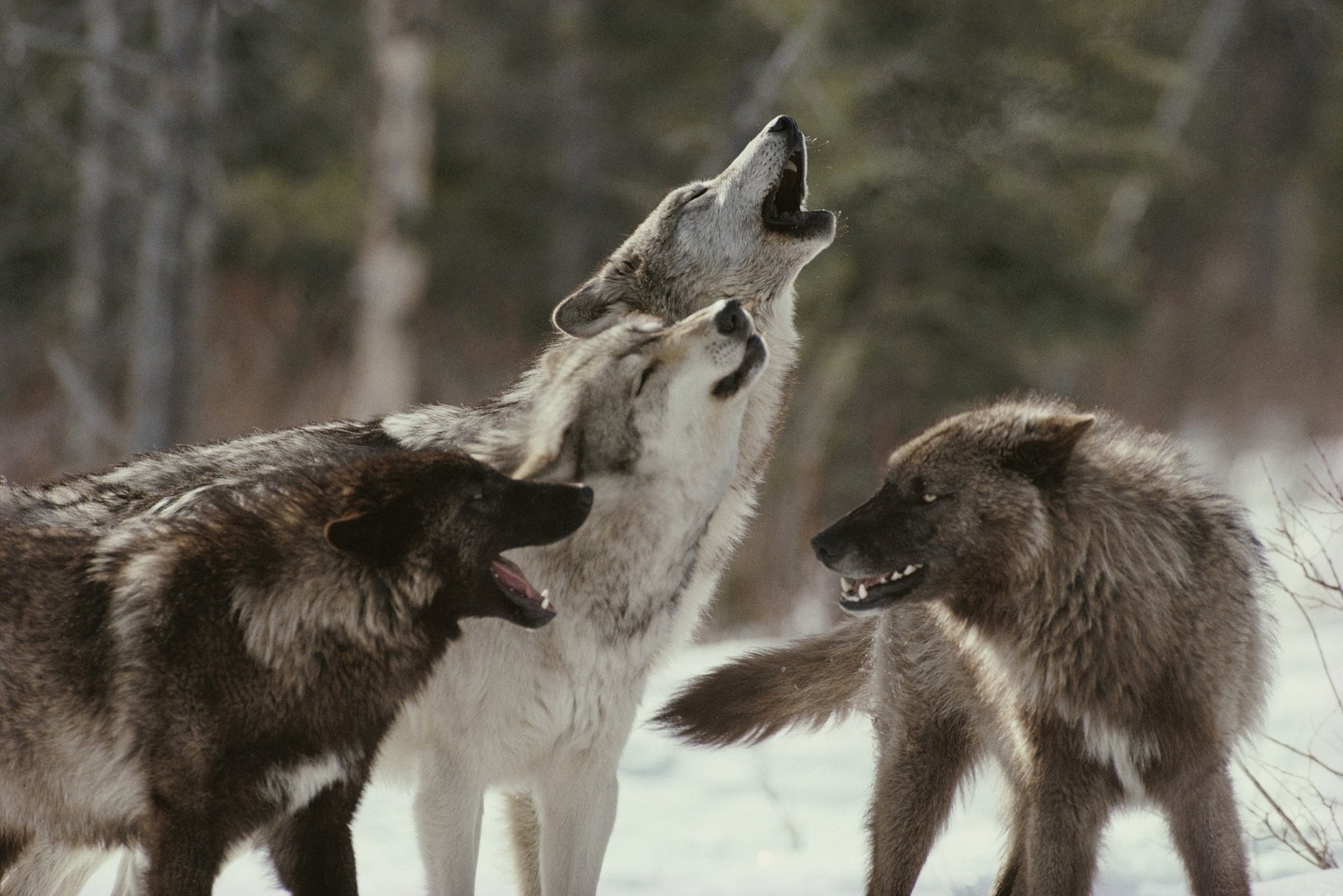 a menacing grin a pack of wolves howl predators anger look pack forest winter snow trees wolves grin