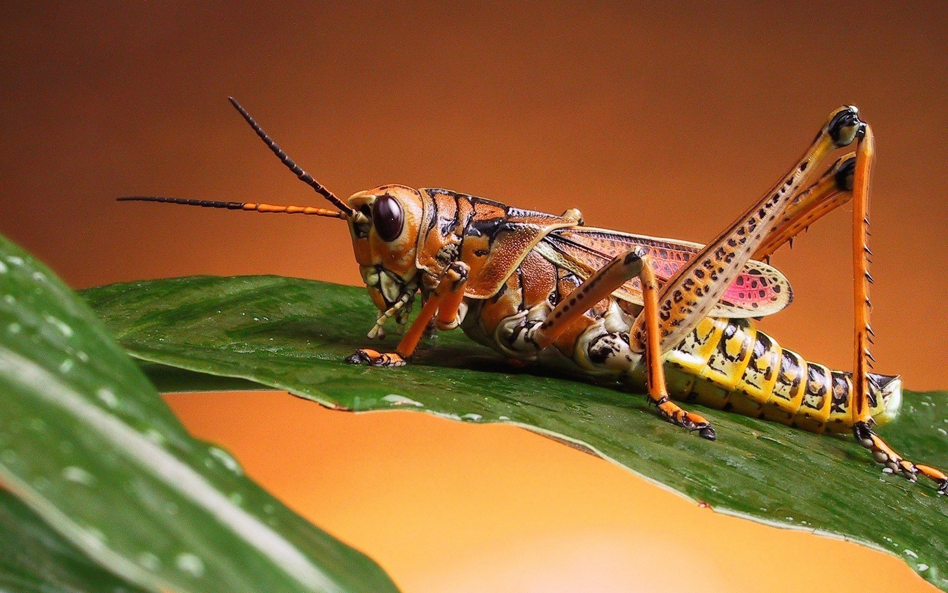 saltamontes marrón hoja verde insectos