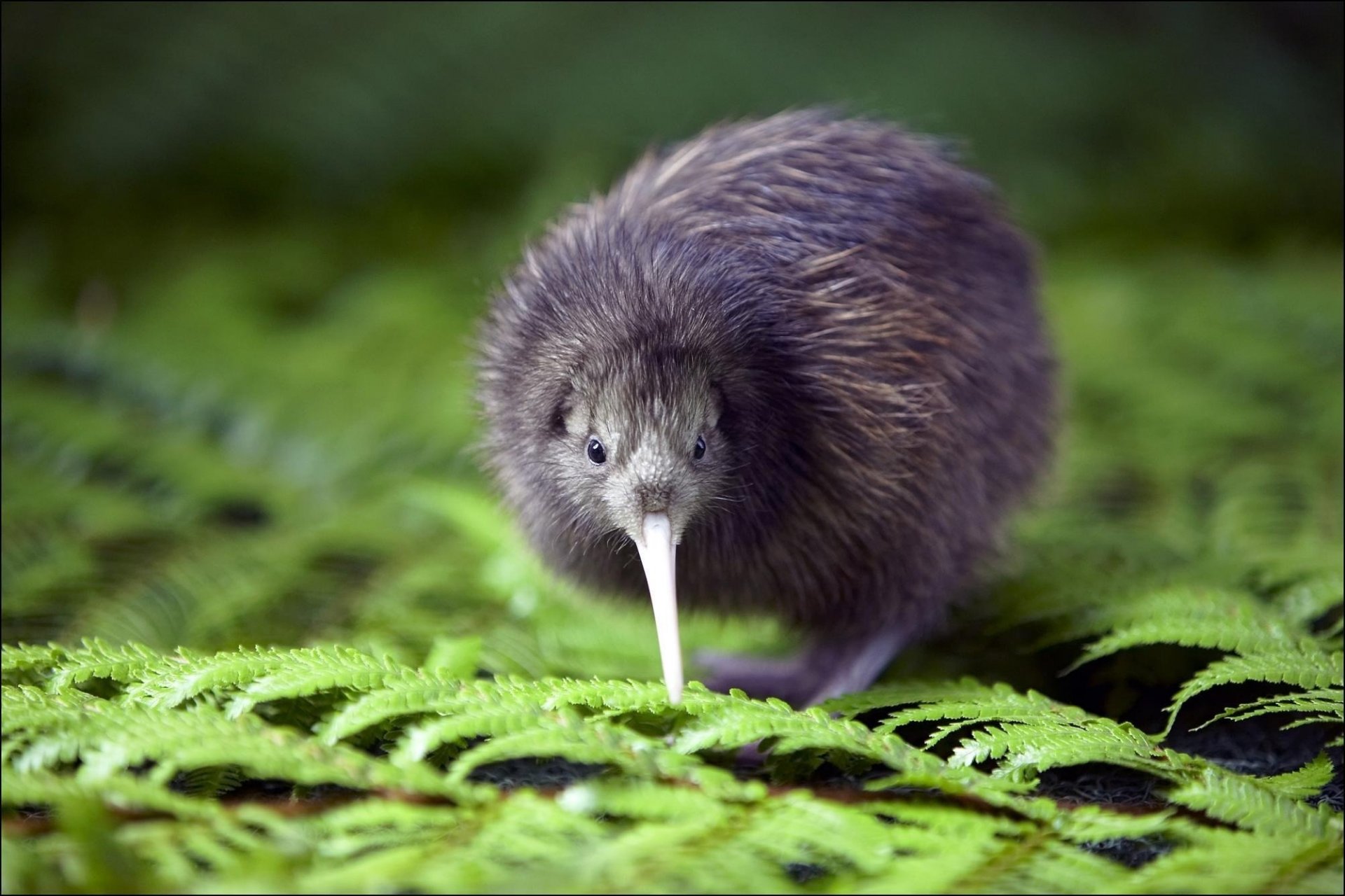 pico largo pajarito peludo hojas kiwi