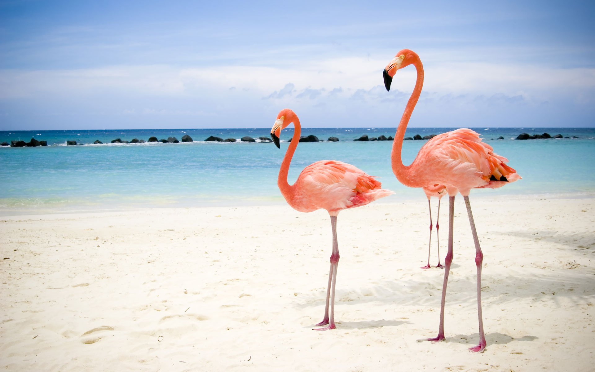 flamencos playa mar bellezas aves plumas