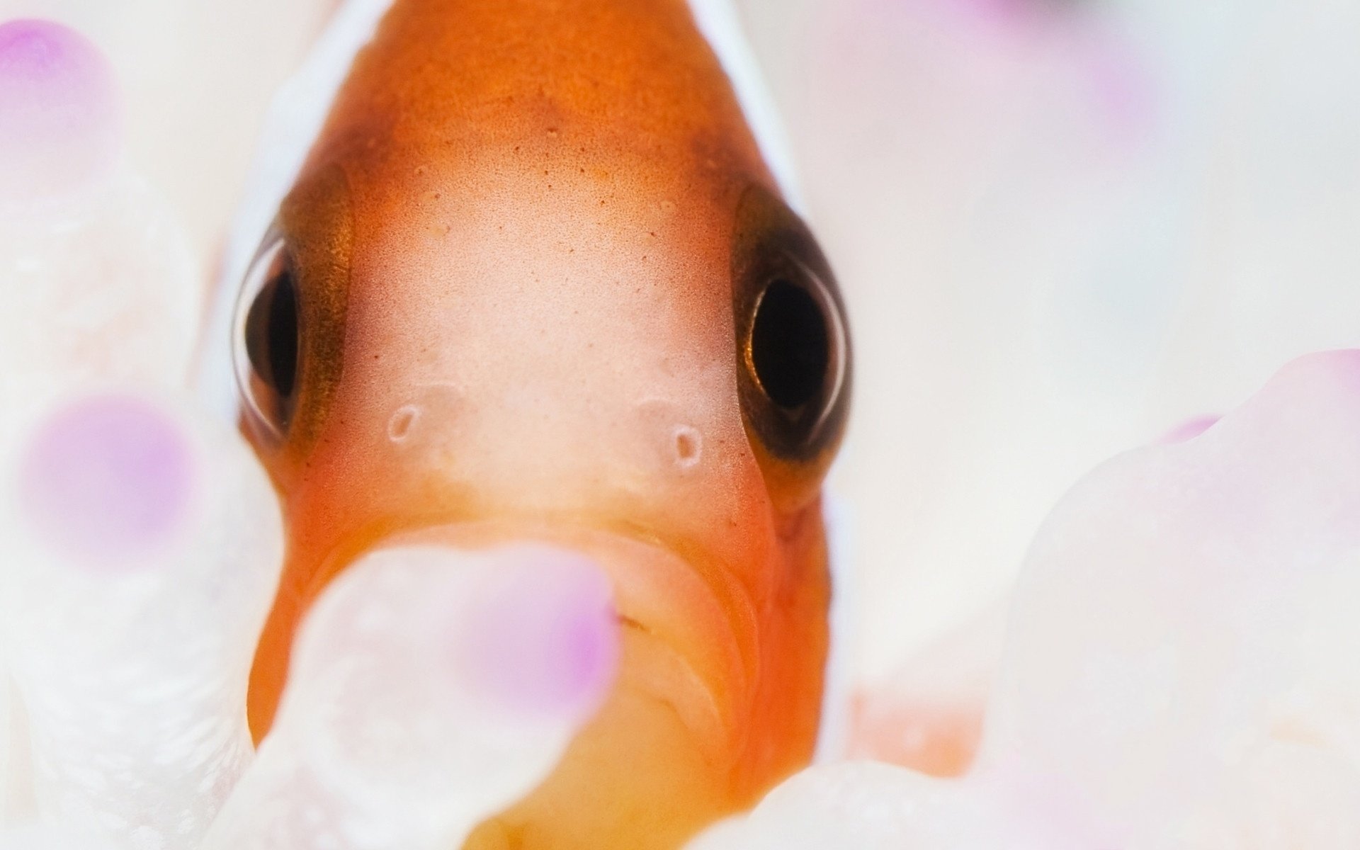 farbe schwarze augen annäherung makro fisch wasservögel blick augen aquarium goldfisch unterwasserwelt