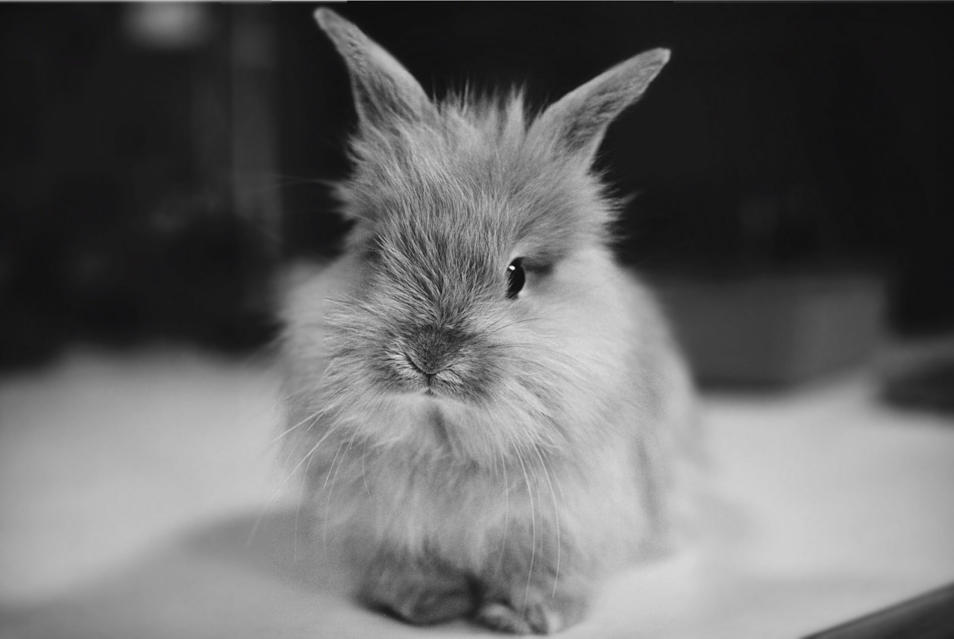 furry creature little rabbit ears rodent photo look black and white