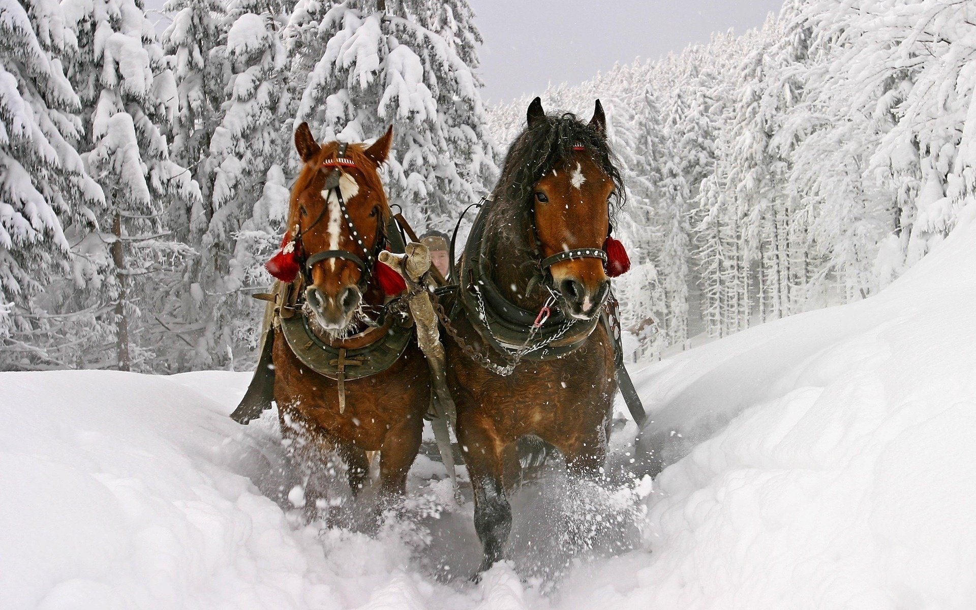 tambourins charrette hiver cloches chevaux neige ongulés vitesse mouvement pagorbes forêt épinettes montagnes