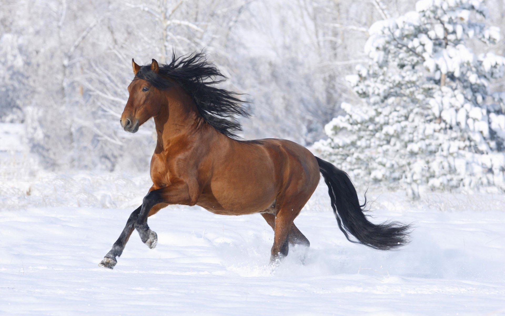 caballo marrón melena larga invierno nieve ungulados caballos nido