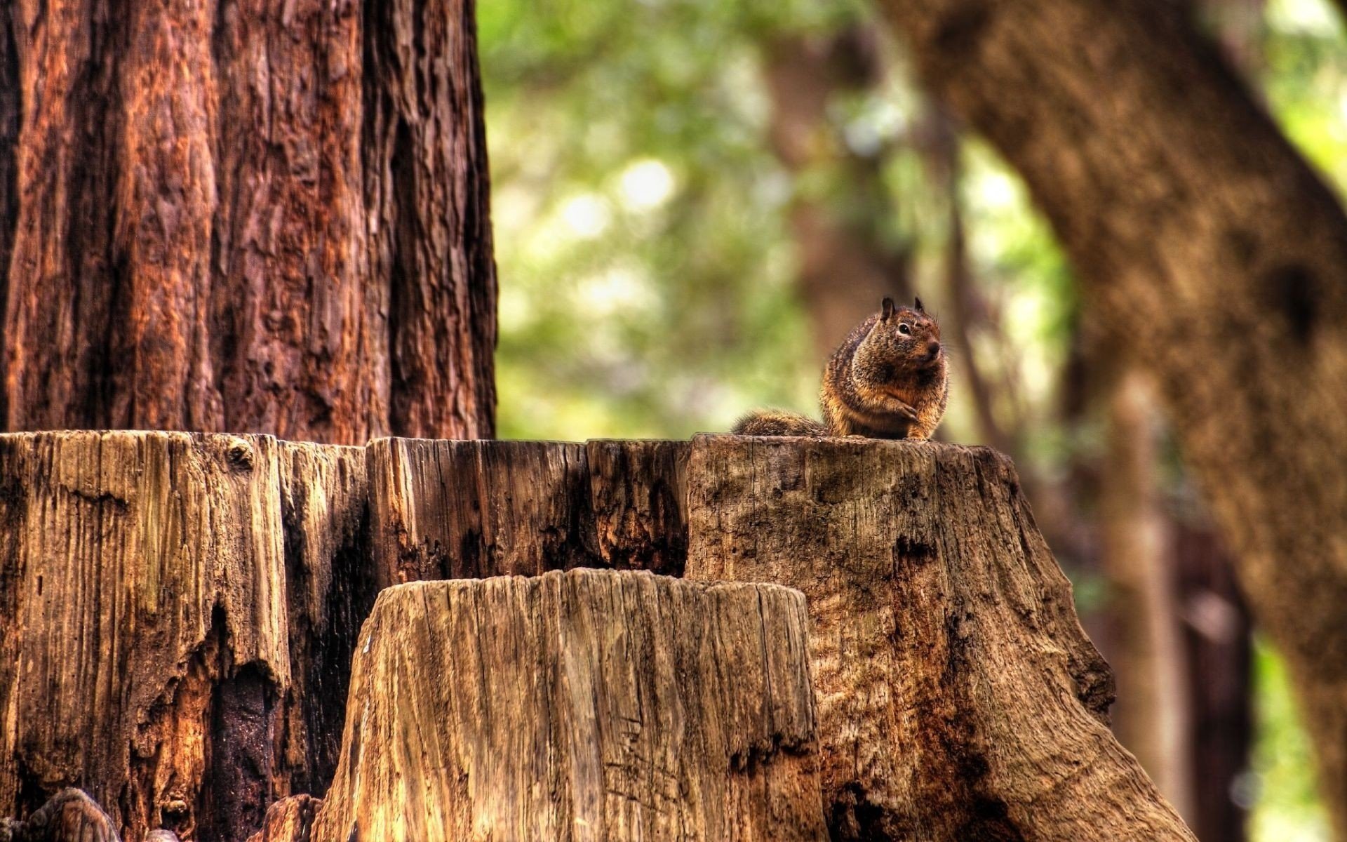 cáñamo ardilla bosque animales