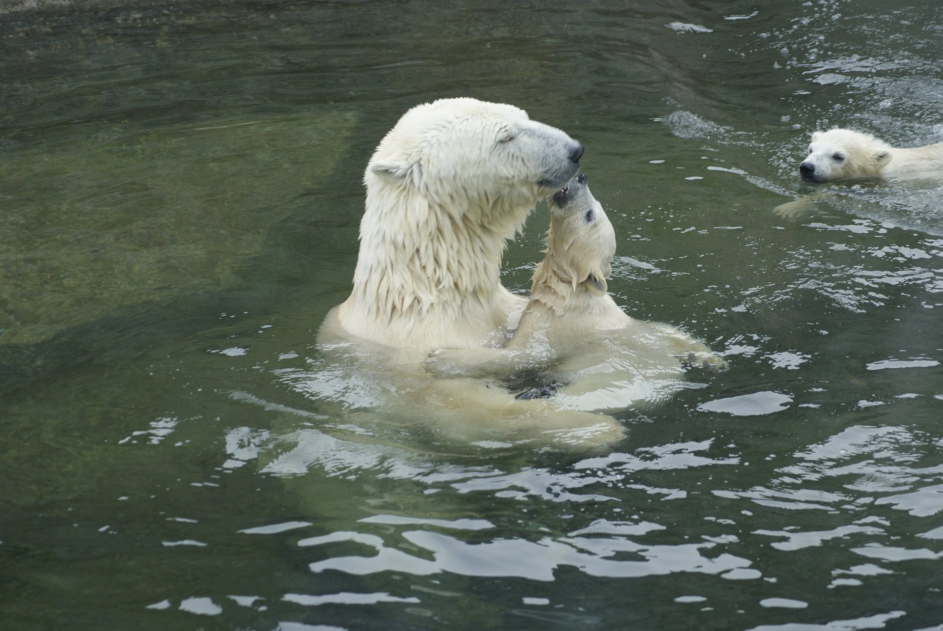 медведи вода нежность хищники косолапые