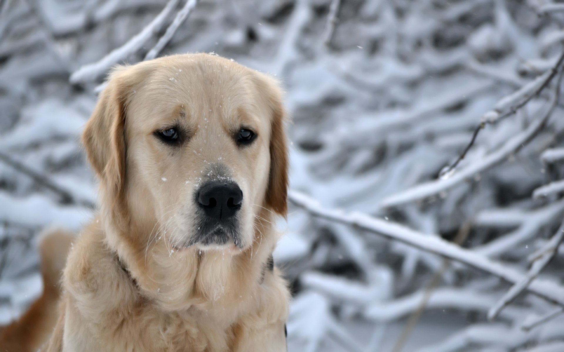 winter nature forest snow dog dog head snowflakes muzzle breed retriever nose eyes gaze