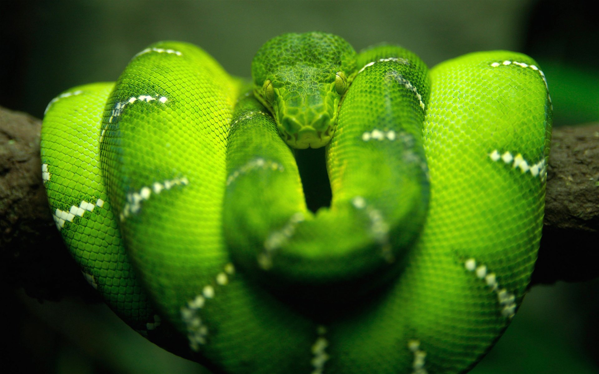 peau verte sur une branche serpent plasma regard