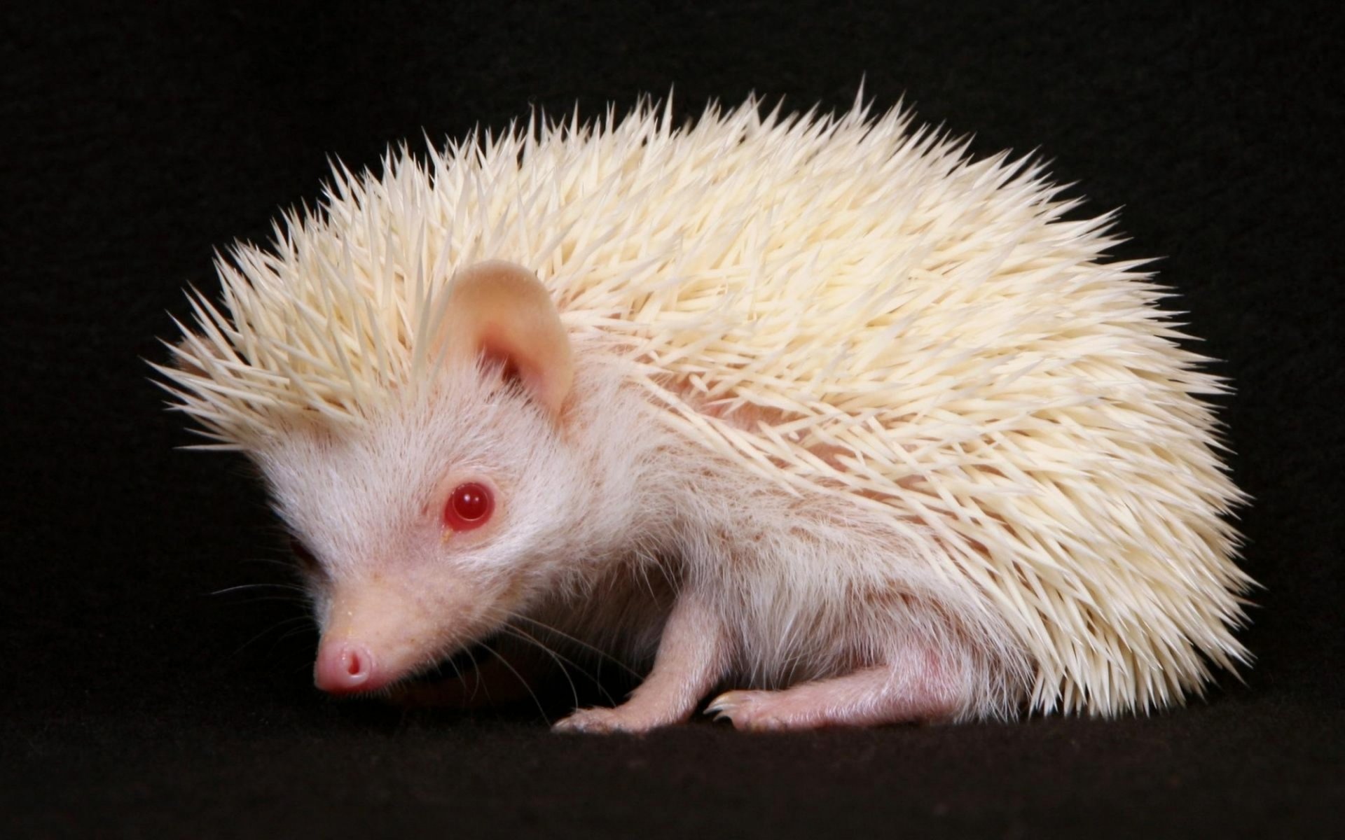 white needles hedgehog red eyes look