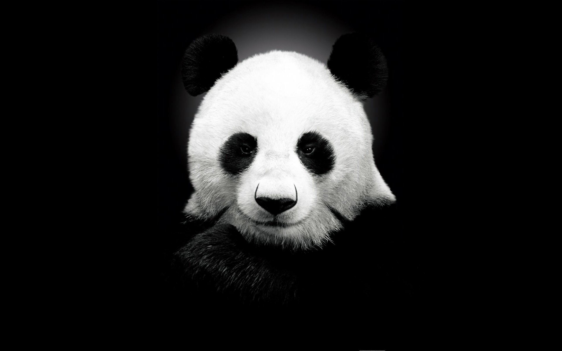 black and white panda face ears bear