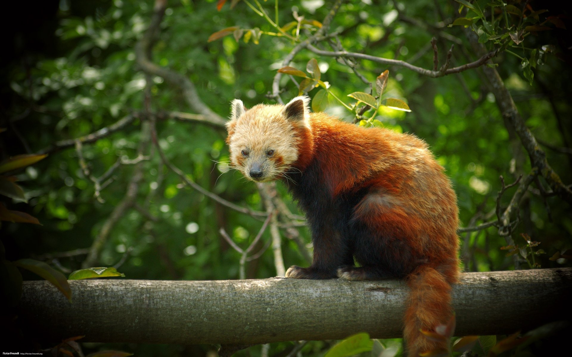 red coat wildlife animal