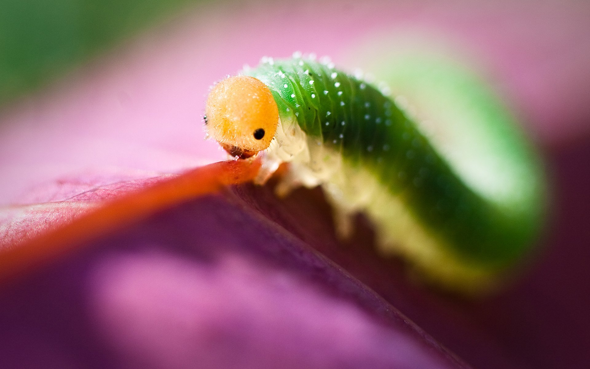 testa gialla corpo verde larva falena segatrice bruco petalo macro sfondo viola