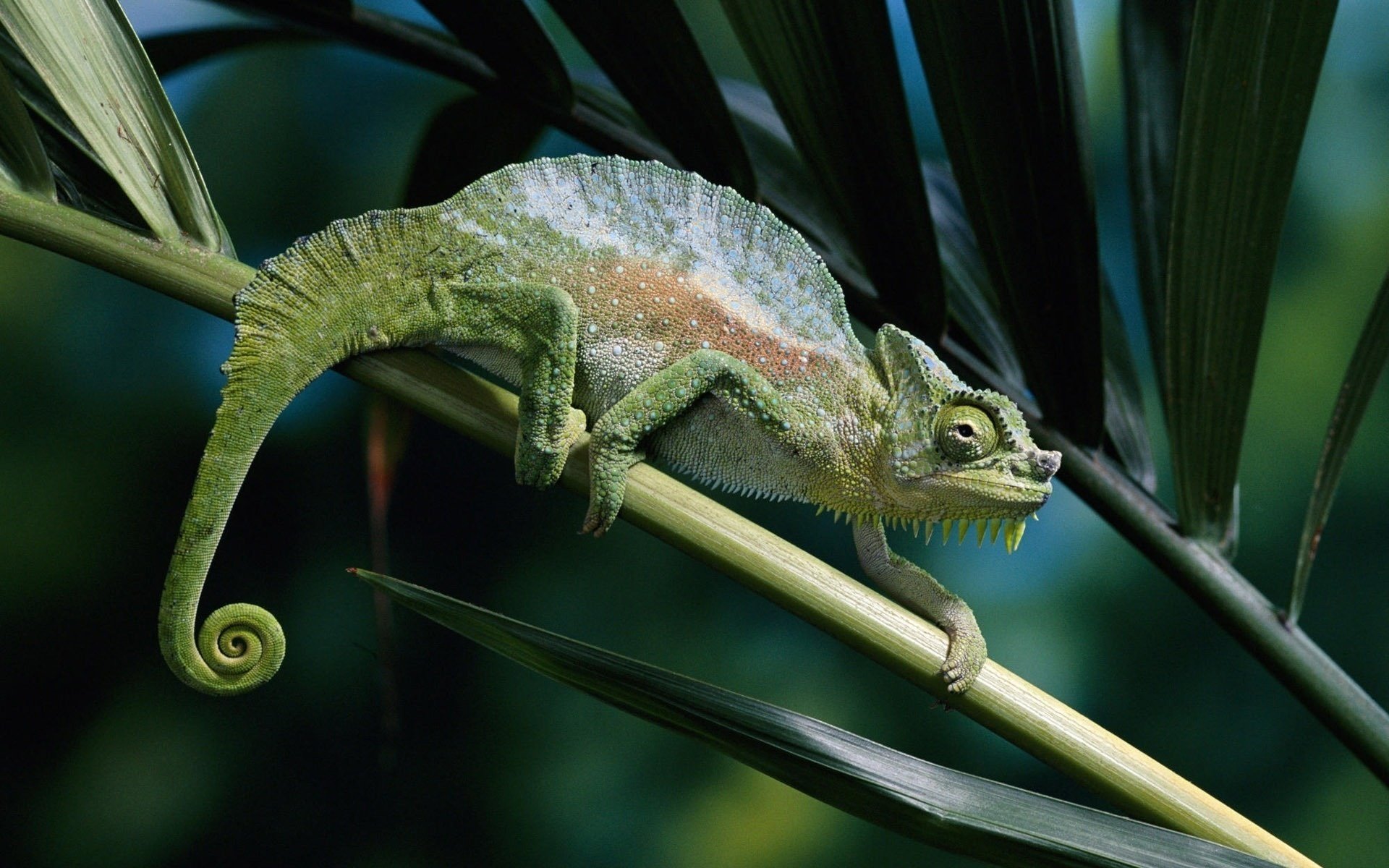 caméléon queue tordue brindille