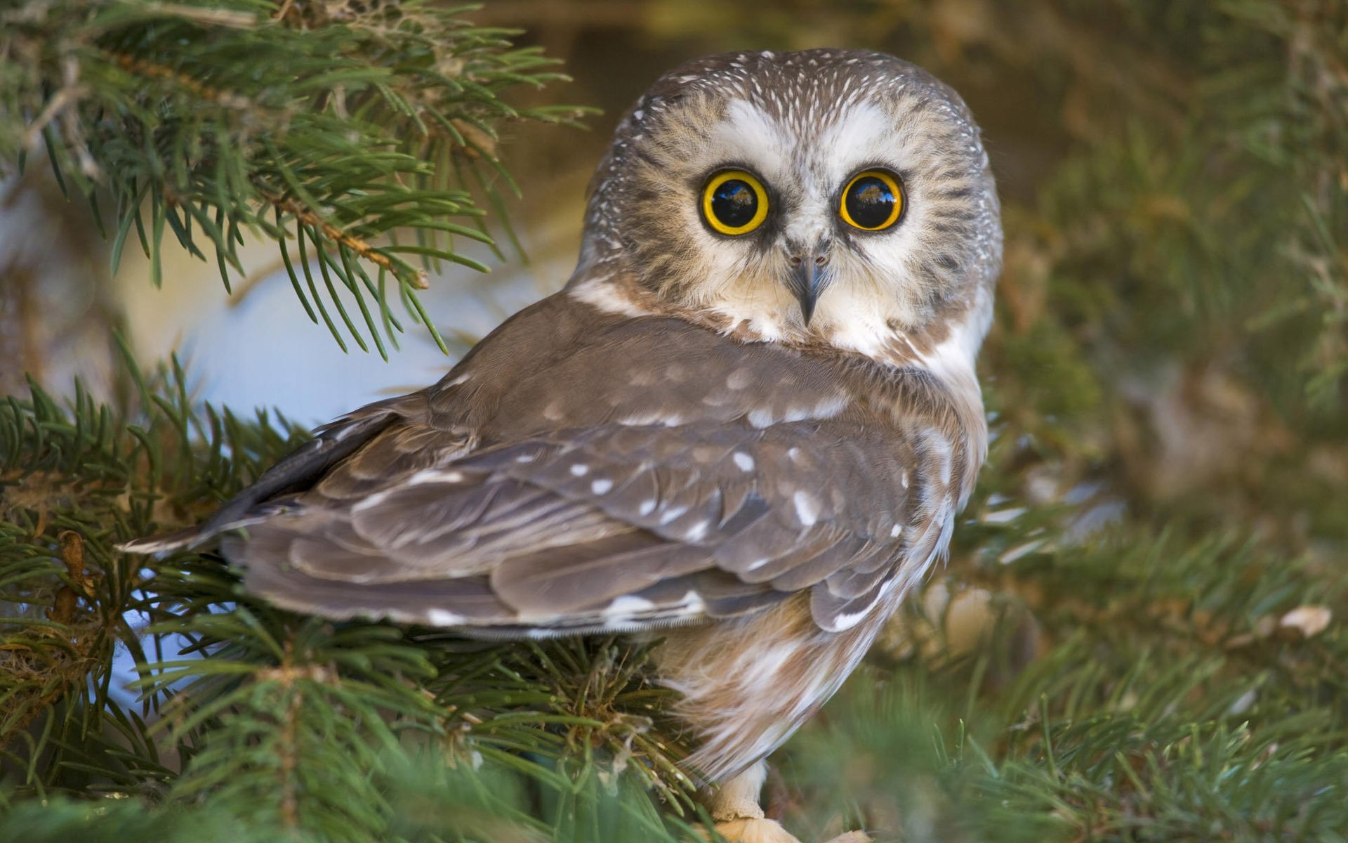 owl feathers color big eyes birds look eyes feathered