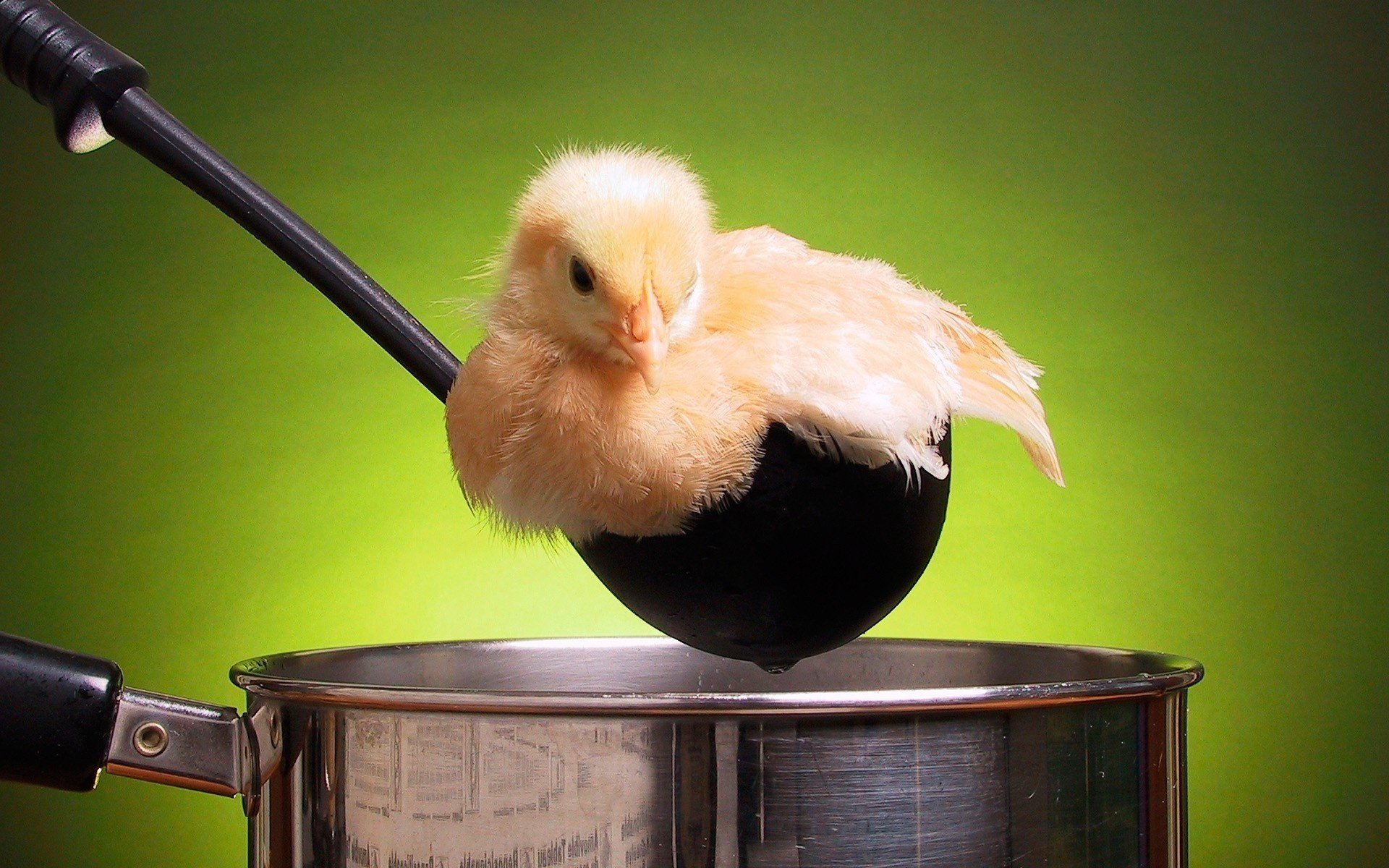 yellow color chicken ladle saucepan birds look feathered