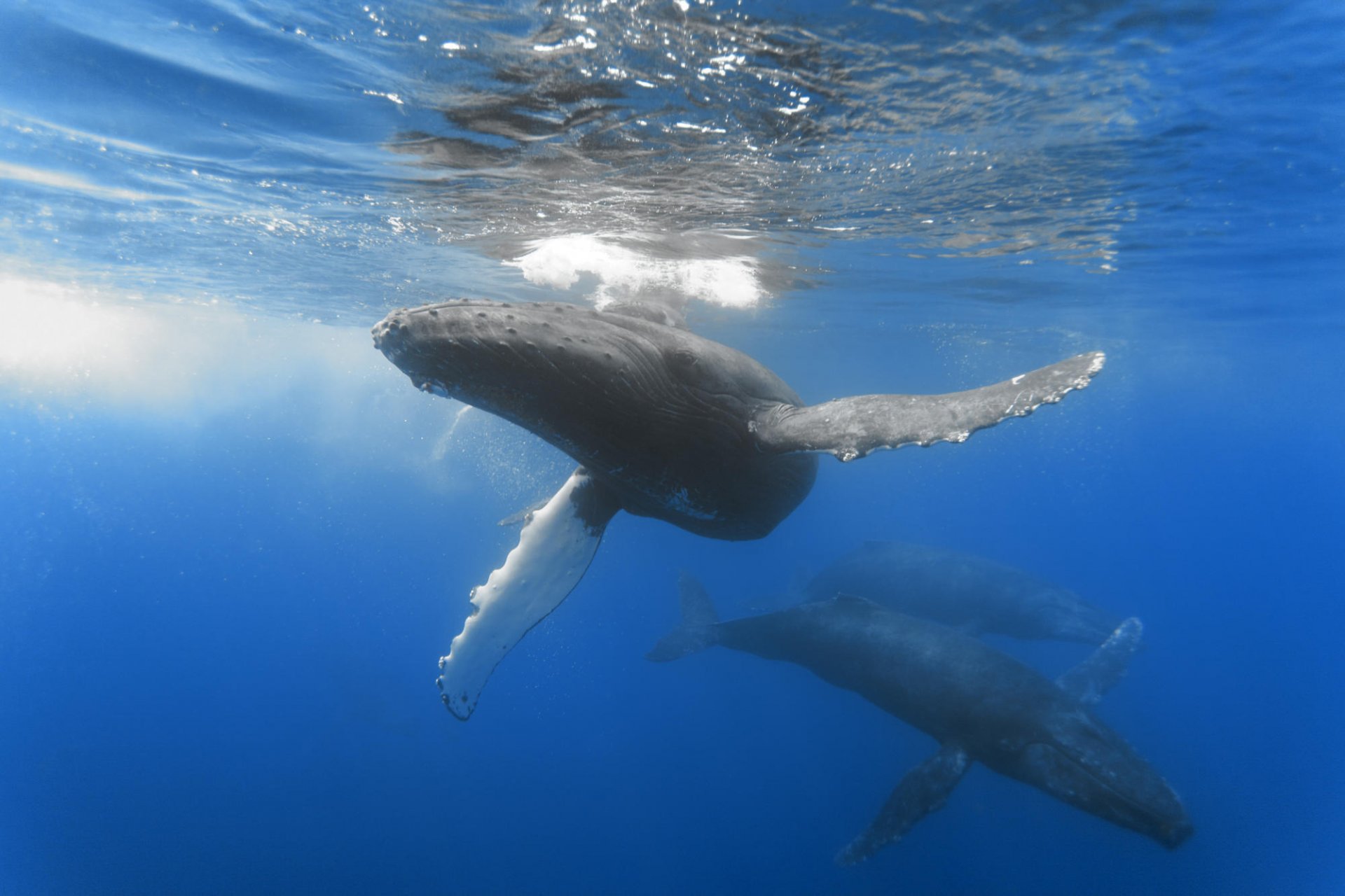 grandi animali oceano mondo sottomarino balene uccelli acquatici