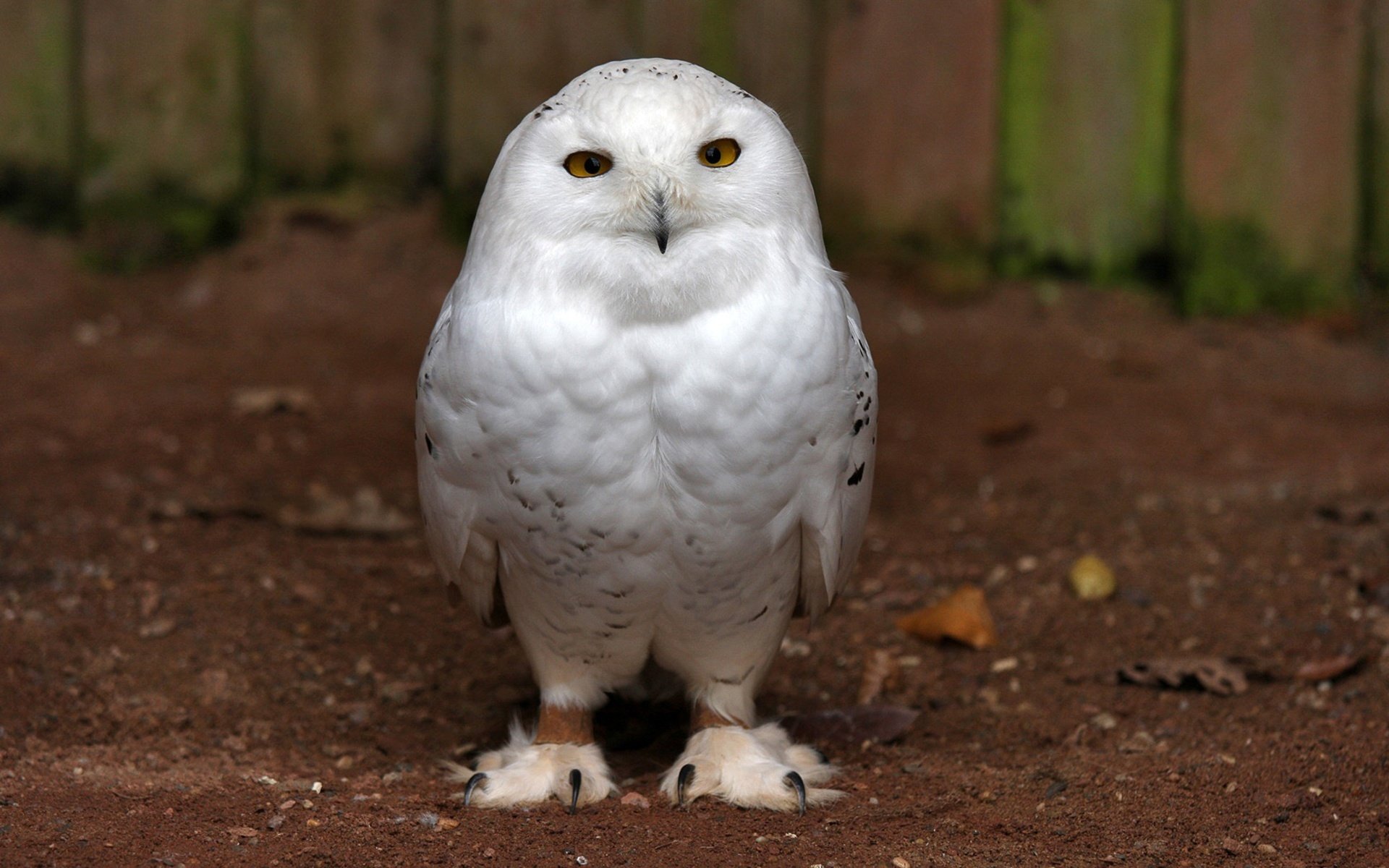 plumas blancas búho criatura peluda cara pájaros mirada emplumada pájaro