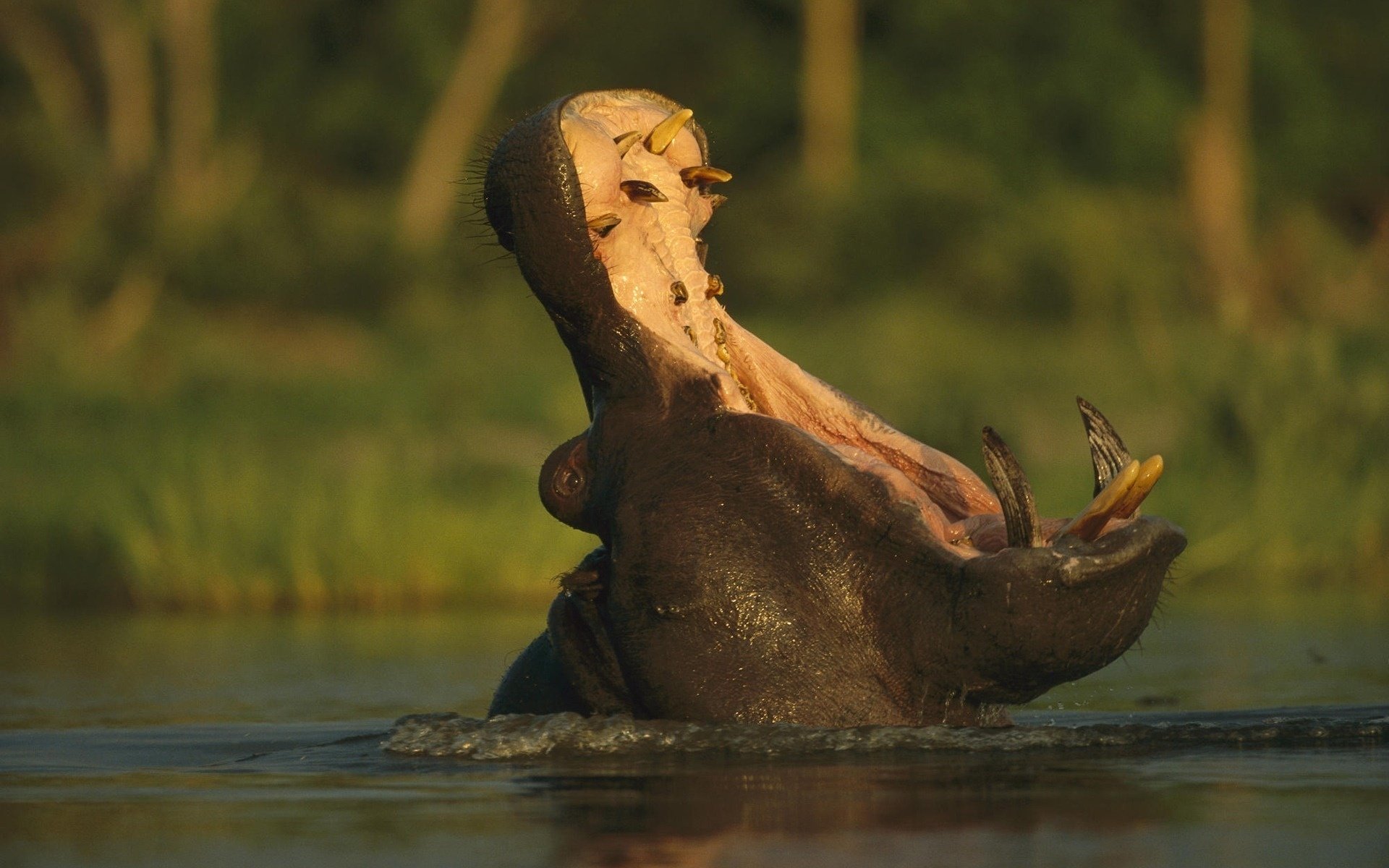 ippopotamo bocca aperta fiume denti ippopotamo bocca natura foresta bestia acqua