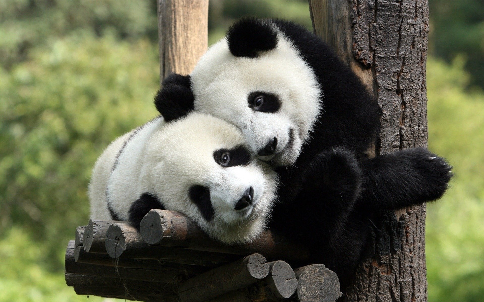 cappotti in bianco e nero panda orsi amicizia sguardo occhi orso panda