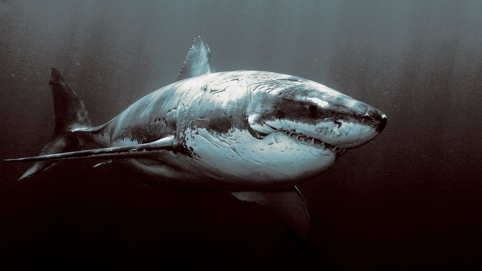 vastas extensiones de océano tiburón enojado tiburón viejo cicatrices depredadores agua furia aves acuáticas