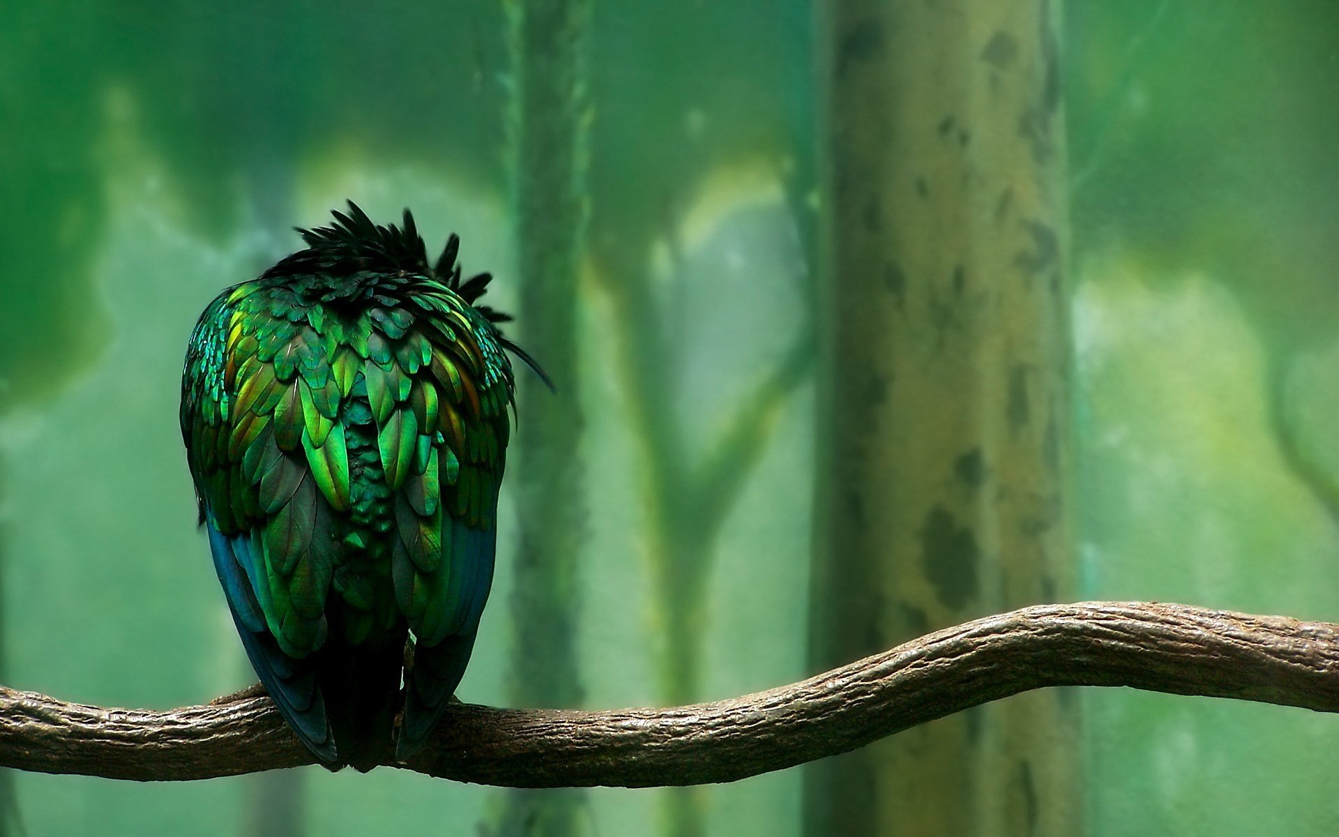 vert branche oiseau plumes vives à plumes